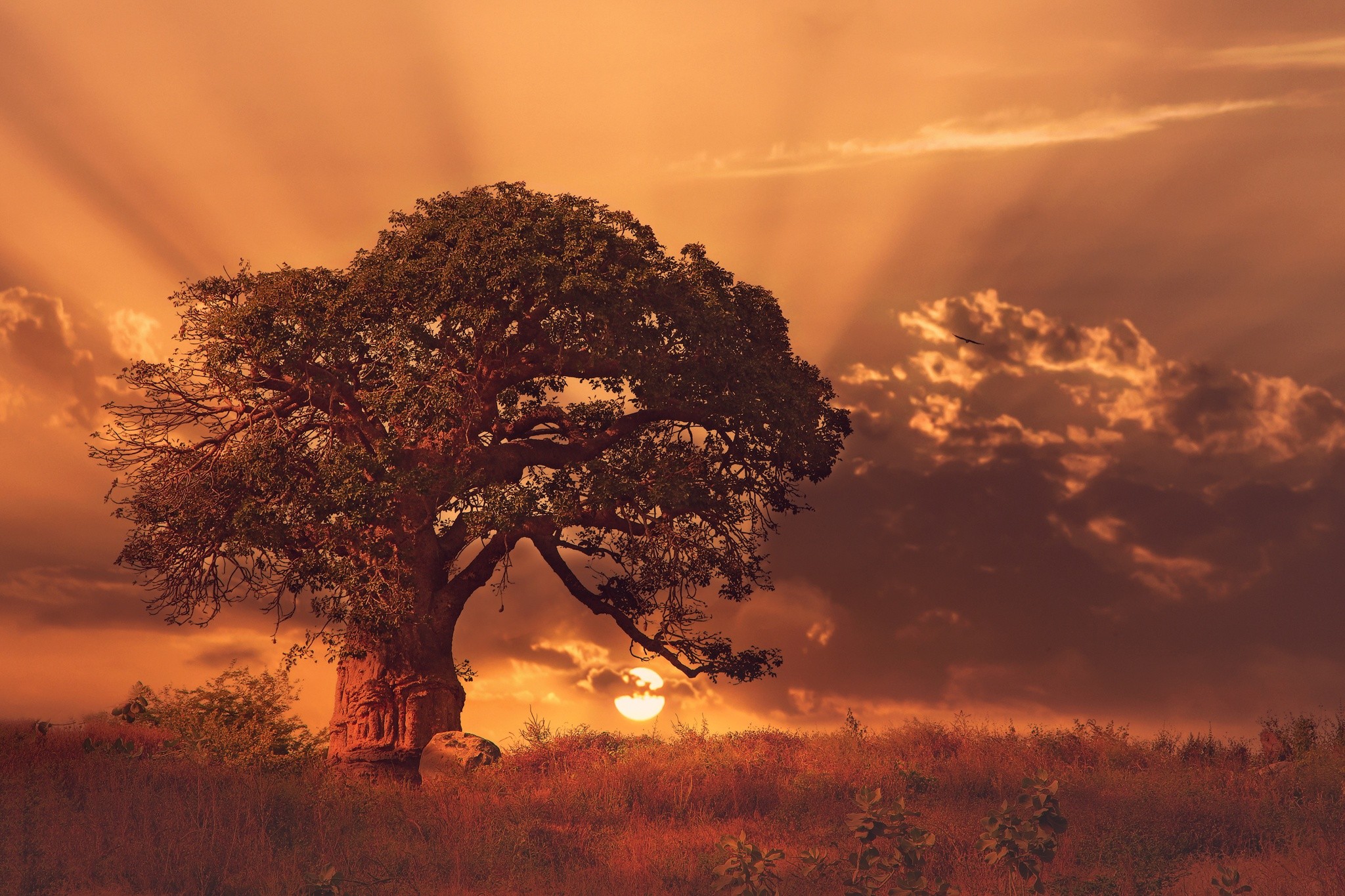 General 2048x1365 nature landscape sunset trees baobab trees clouds Africa grass sun rays