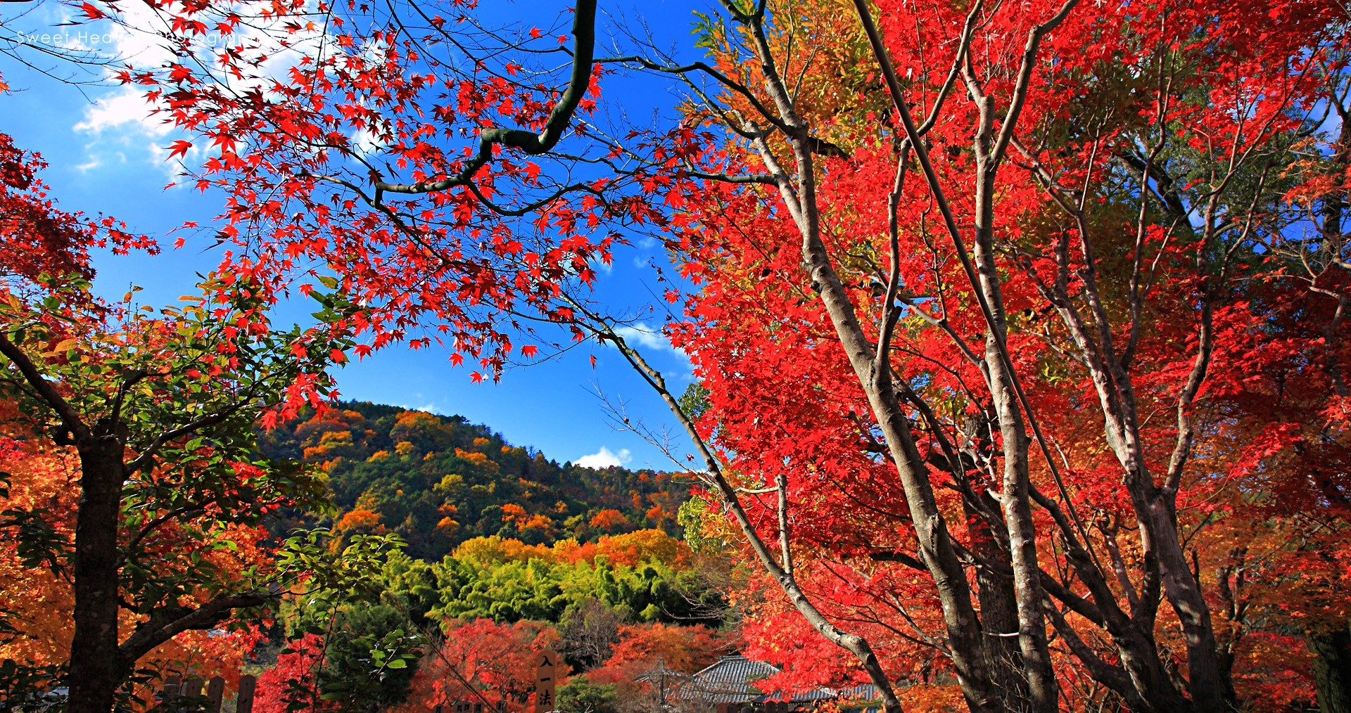 General 1920x1014 maple leaves fall trees hills red nature landscape