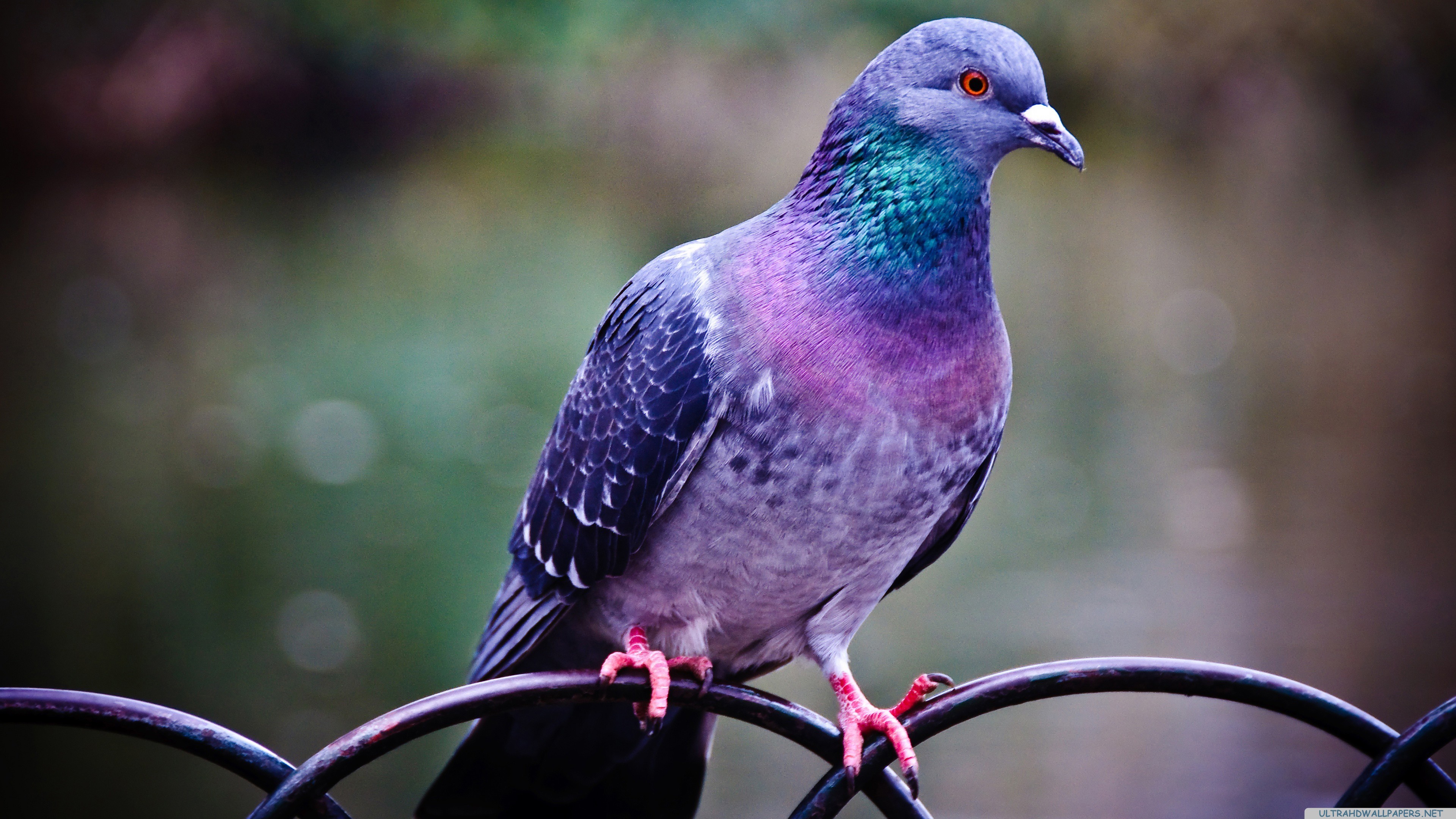 General 3840x2160 animals birds colorful pigeons