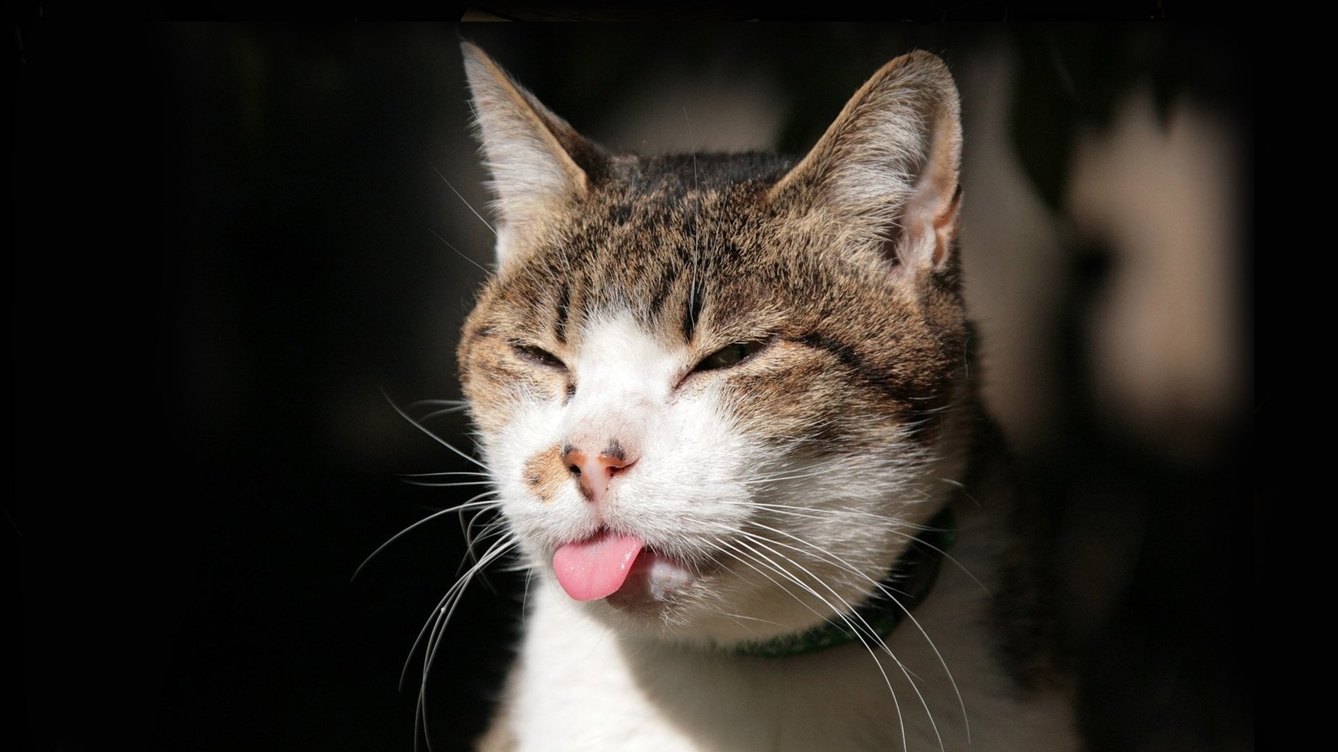 General 1920x1080 cats animals blep mammals tongues tongue out
