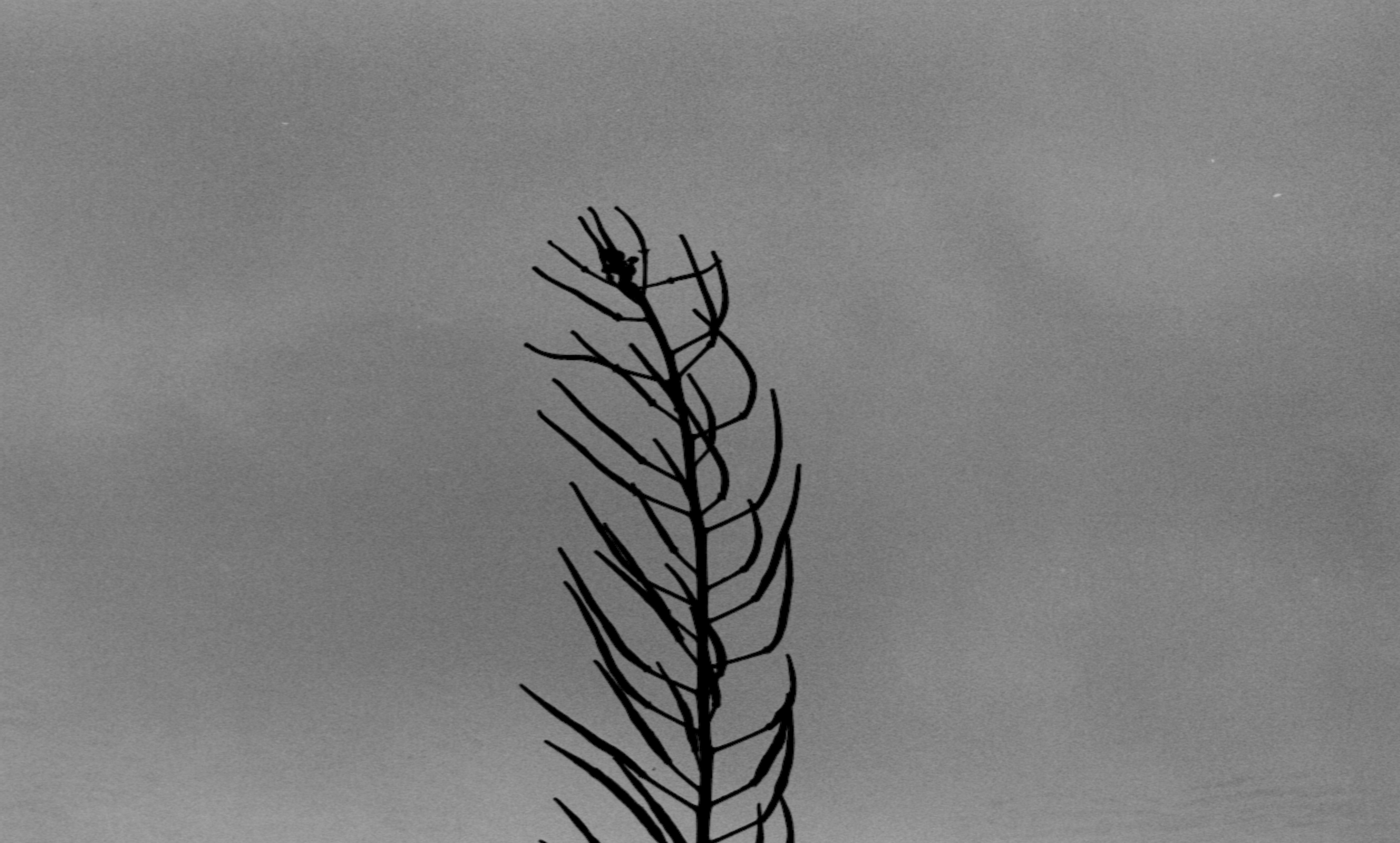 General 5024x3026 monochrome branch plants simple background gray