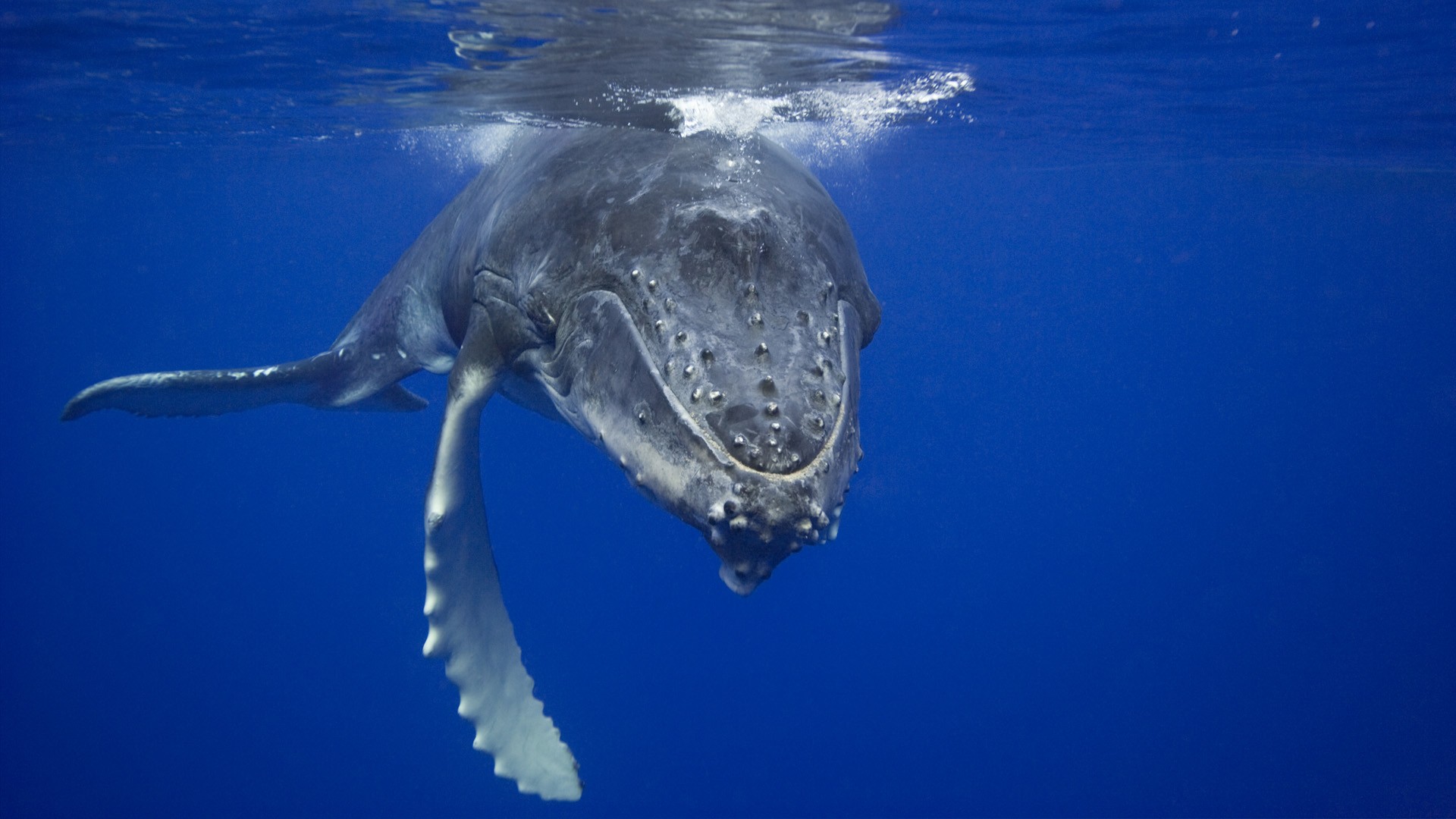 General 1920x1080 whale animals underwater mammals blue sea humpback whale