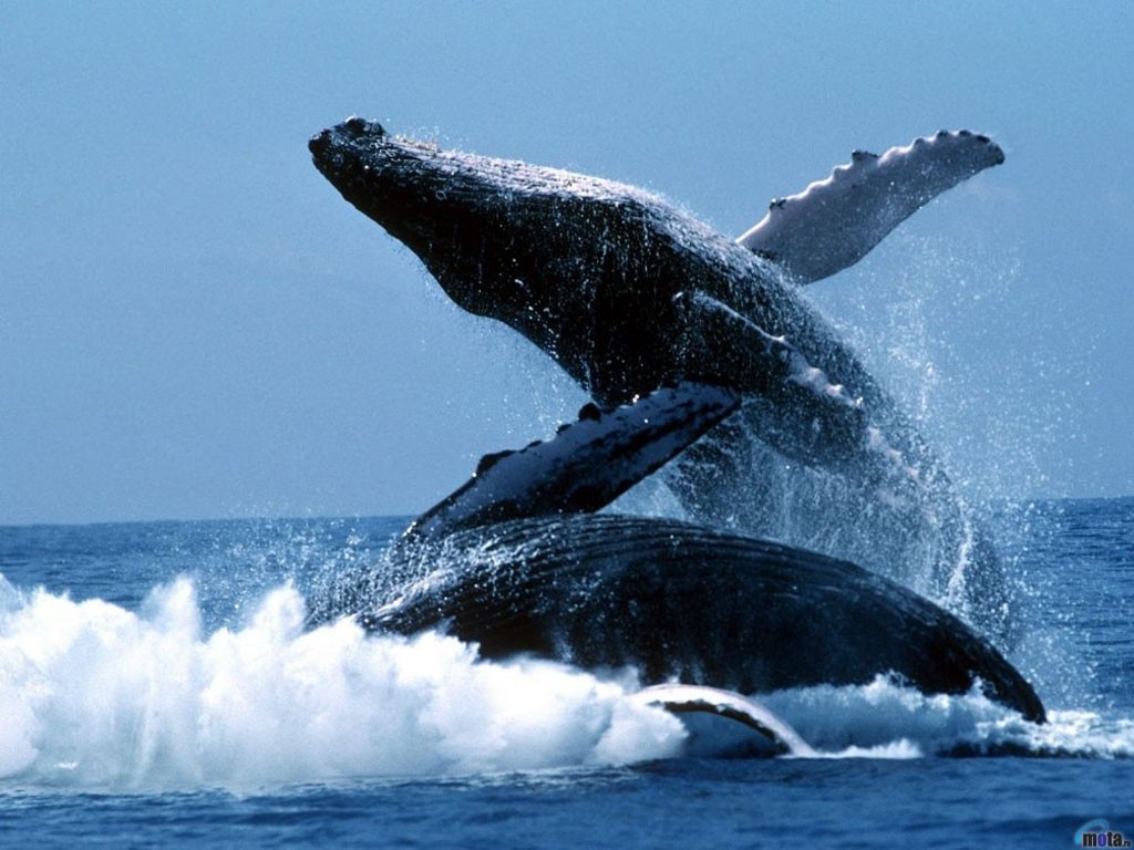 General 1024x768 whale animals sea underwater