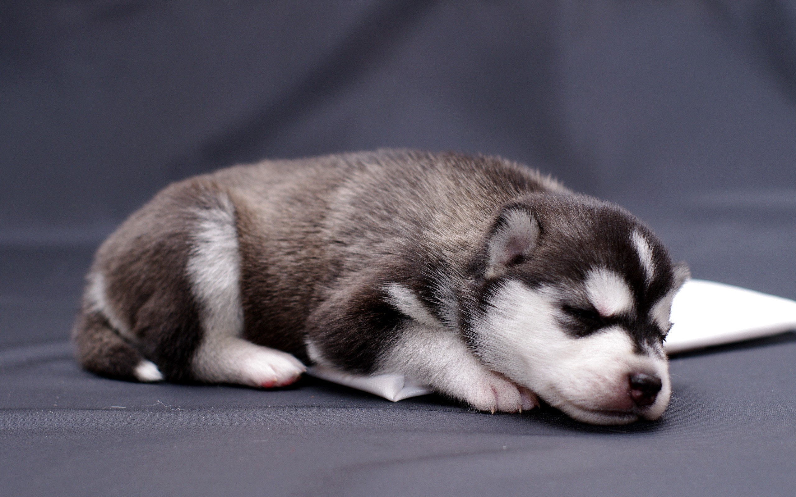 General 2560x1600 puppies Siberian Husky  dog animals mammals closeup sleeping on the floor baby animals
