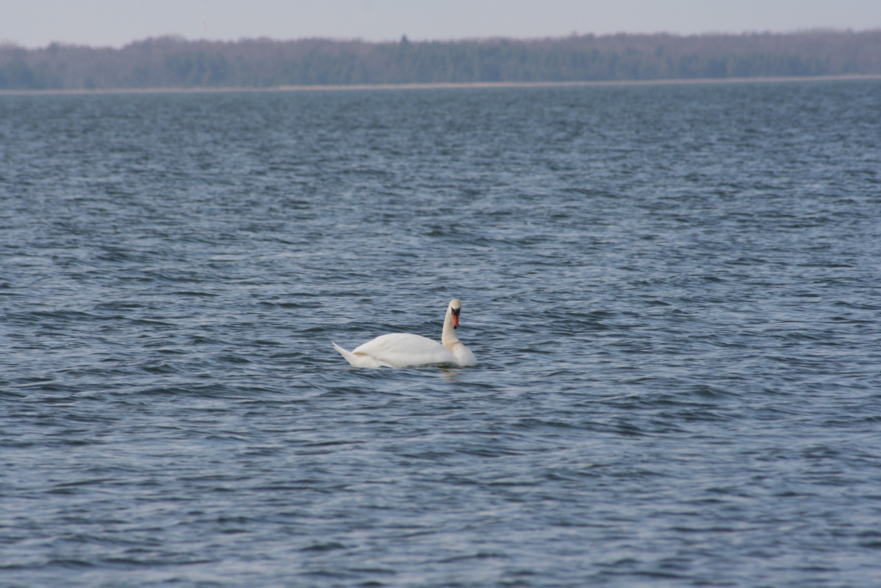 General 2816x1880 nature animals birds swans water in water