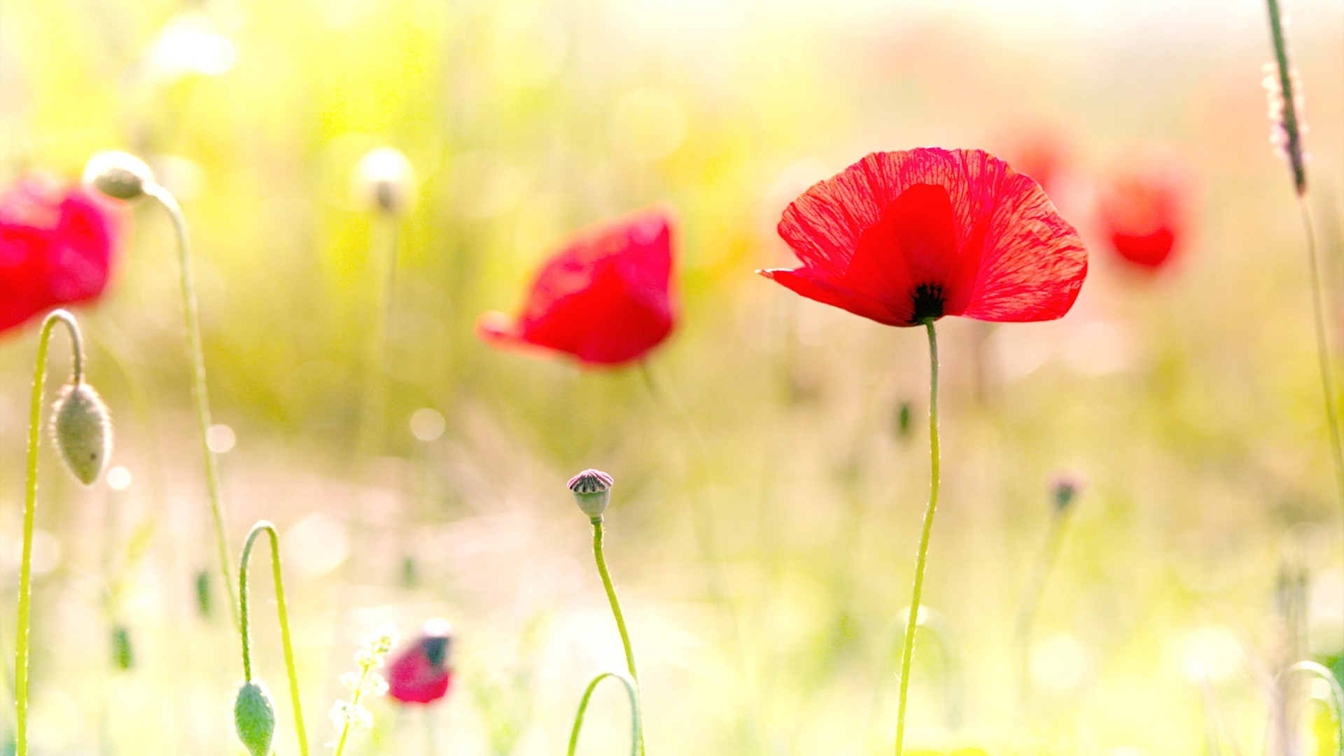 General 1920x1080 flowers poppies red flowers plants bright