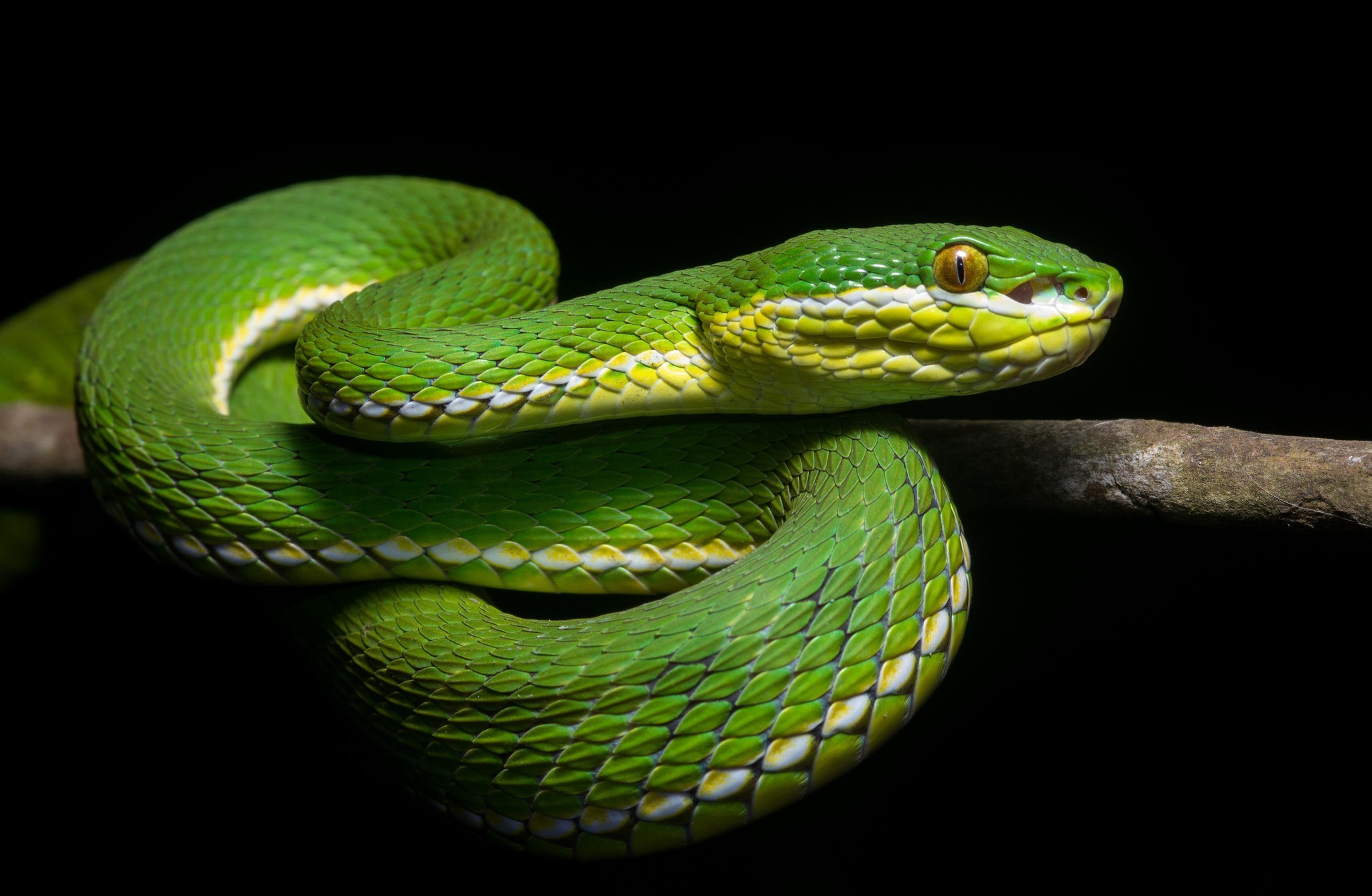 General 2048x1338 reptiles snake animals black background simple background closeup