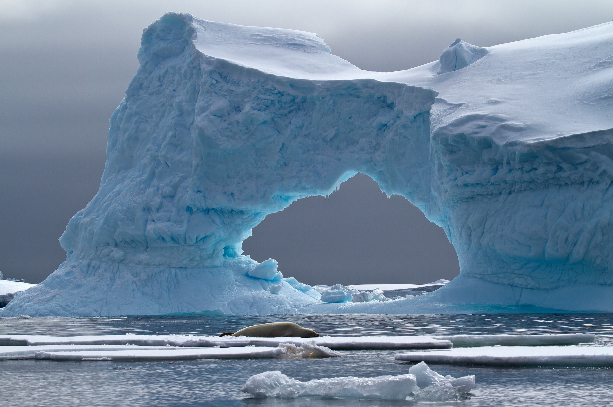 General 2048x1358 iceberg nature sea seals Arctic animals mammals water ice cold