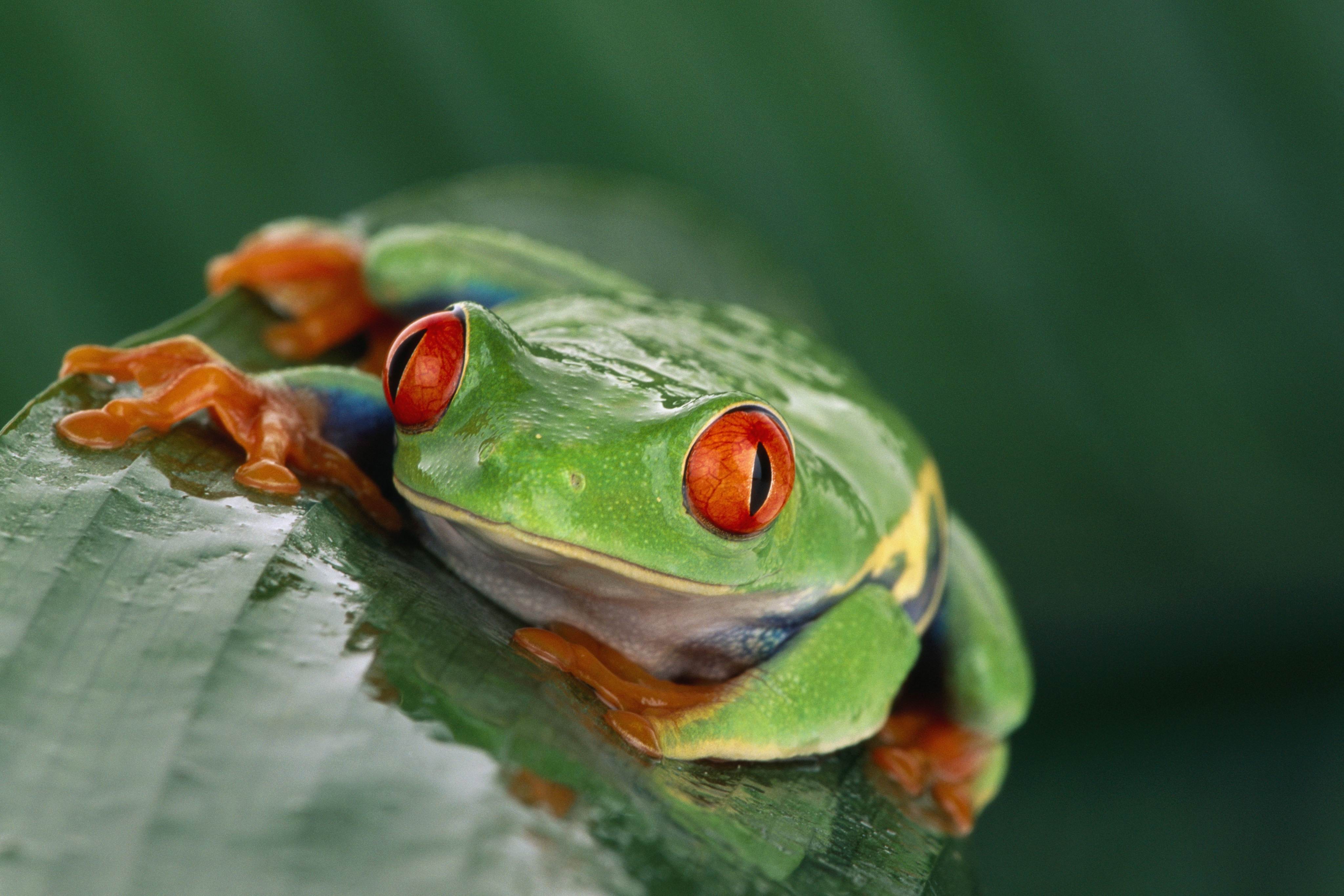 General 4096x2731 animals wildlife nature frog amphibian Red-Eyed Tree Frogs closeup