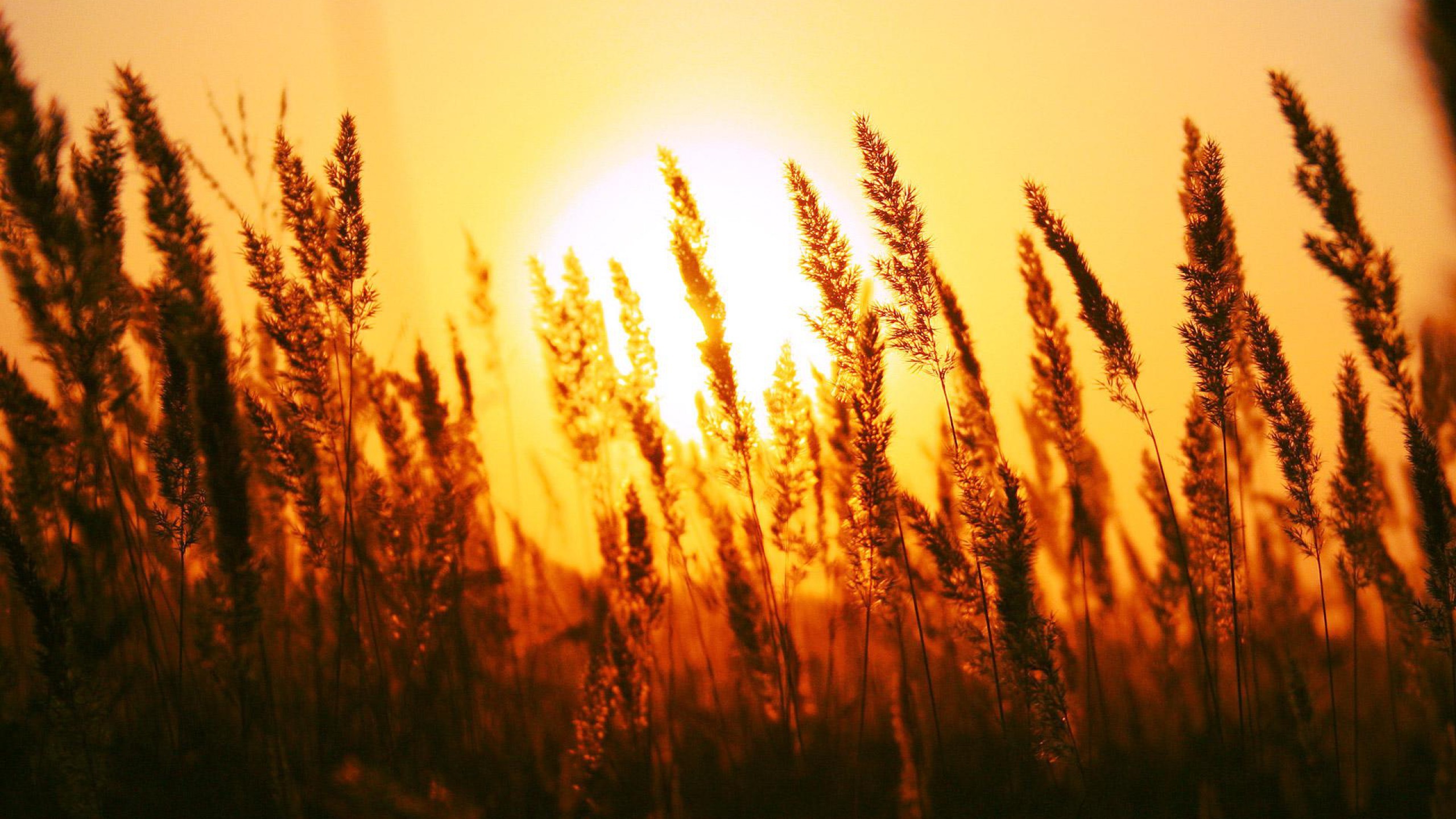 Пшеничное солнце. Колосья пшеницы на закате. Колоски поле рассвет. Пшеница на фоне заката. Природа солнце.