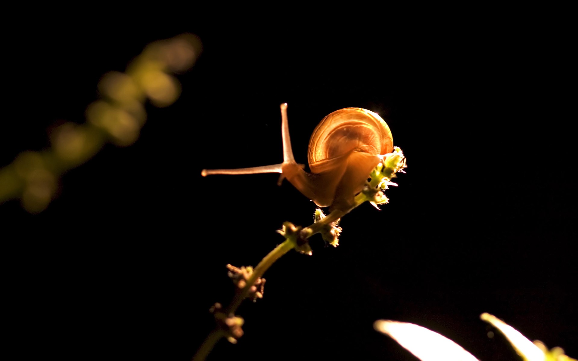 General 1920x1200 snail animals simple background macro black background
