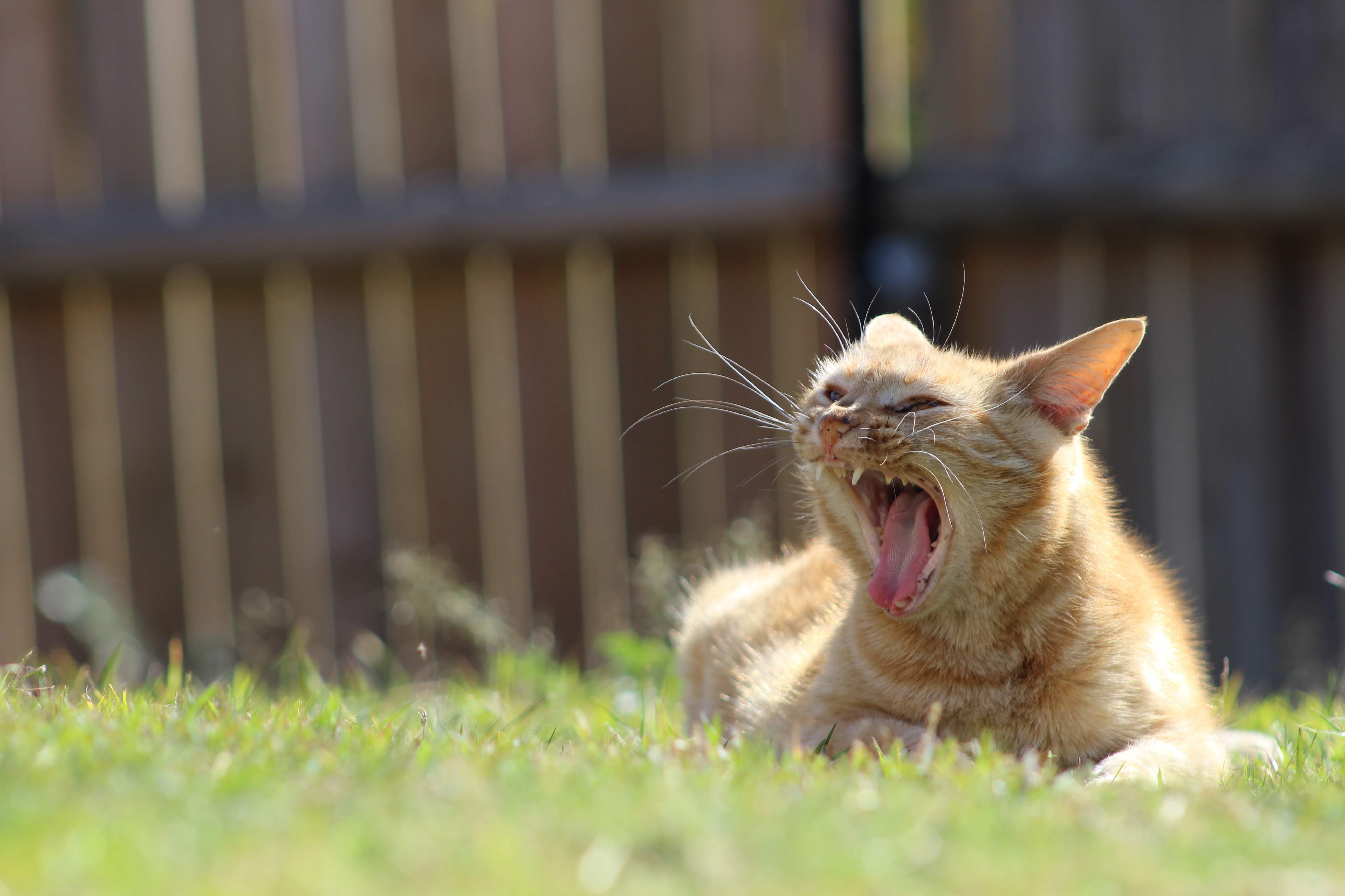 General 5184x3456 cats animals grass depth of field yawning mammals outdoors