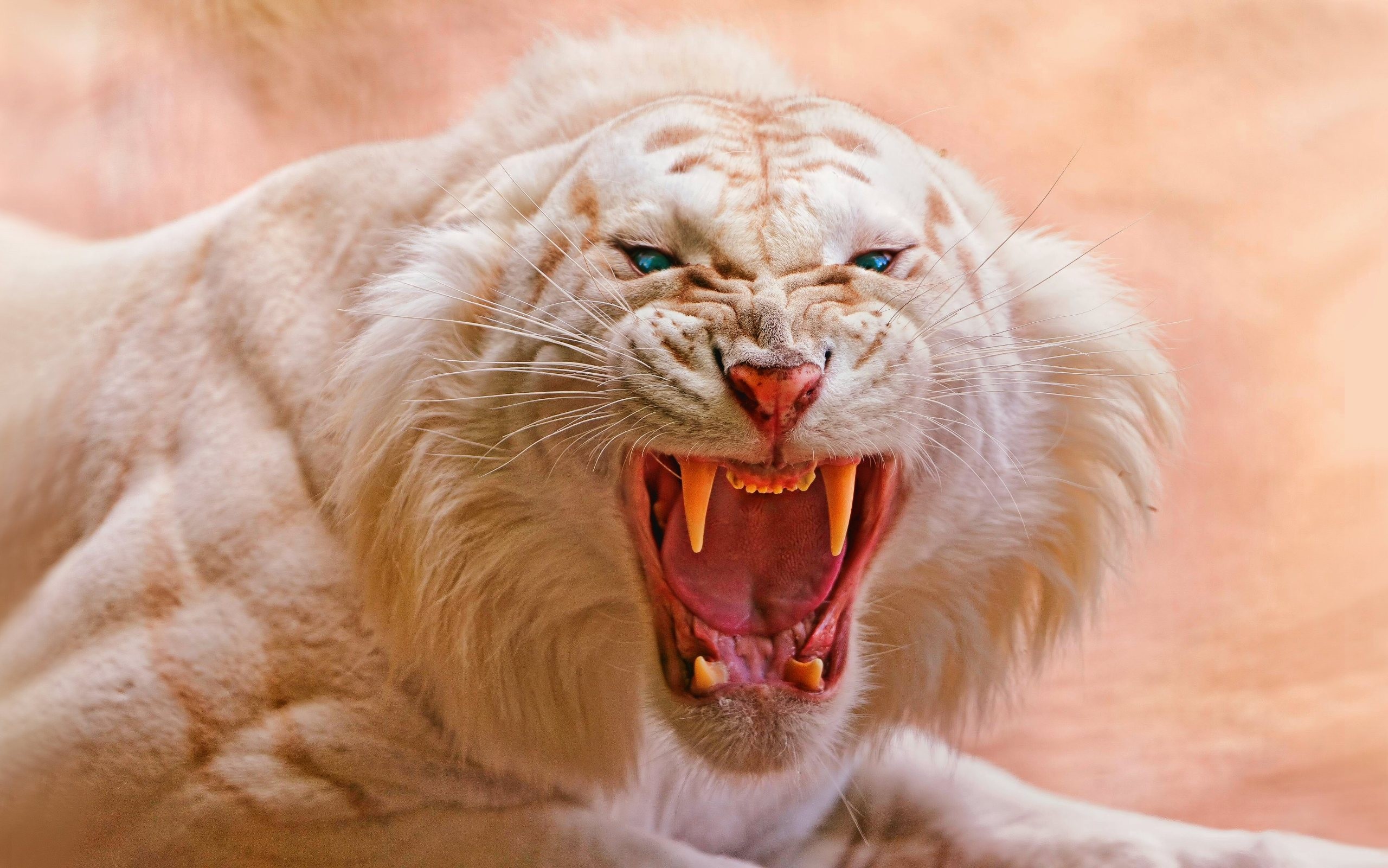 General 2560x1600 animals tiger white tigers nature open mouth blue eyes roar fangs angry closeup big cats mammals