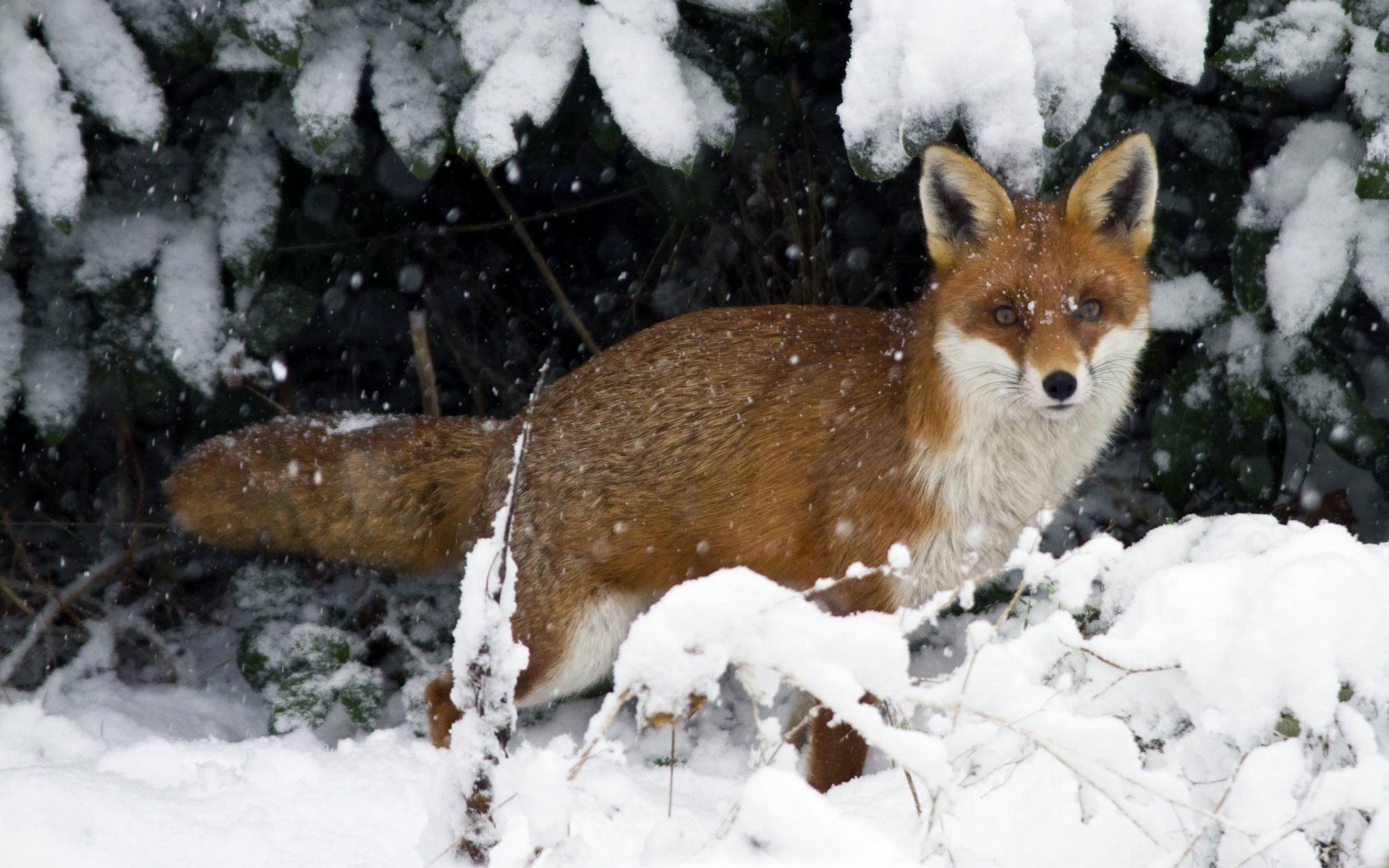 General 1920x1200 animals snow fox mammals winter outdoors