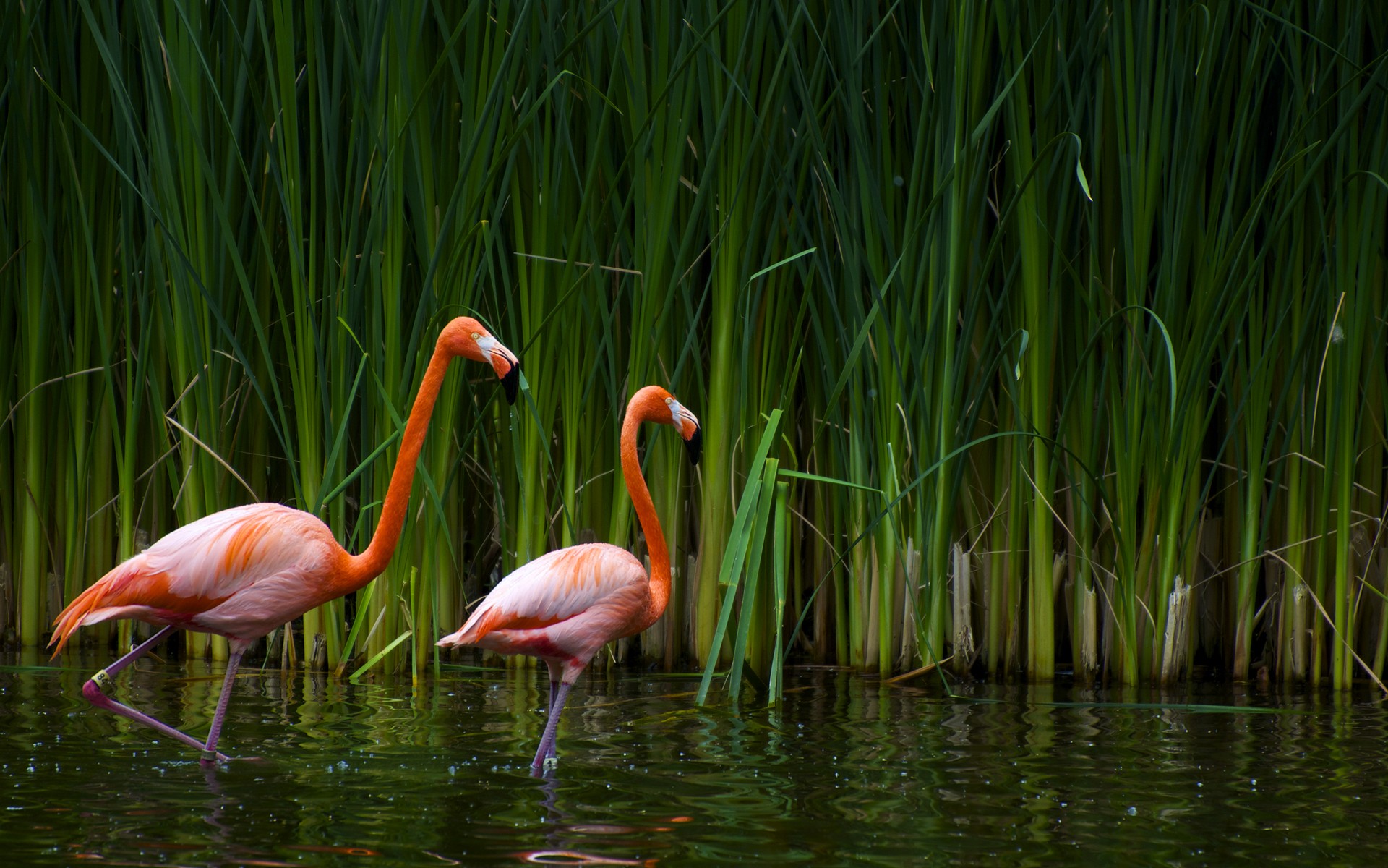 General 1920x1200 flamingos birds reeds animals nature water plants