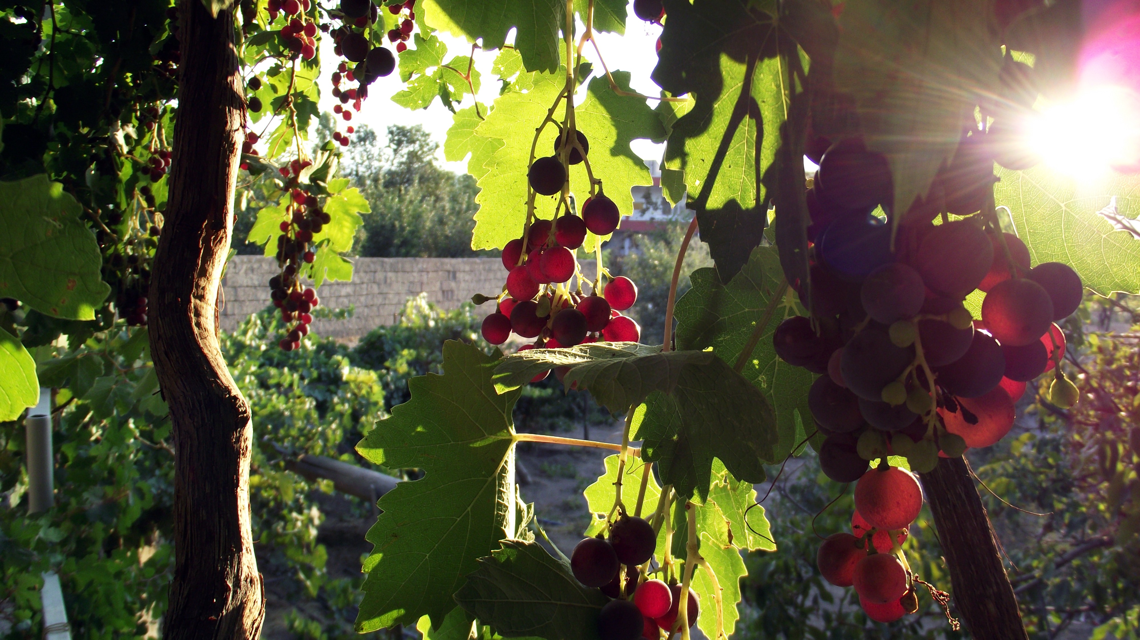 General 4000x2248 grapes fruit leaves sunlight fall berries plants food