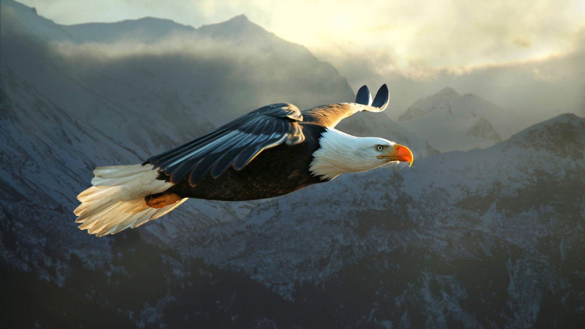 General 1920x1080 animals nature eagle bald eagle birds wings mountains landscape flying