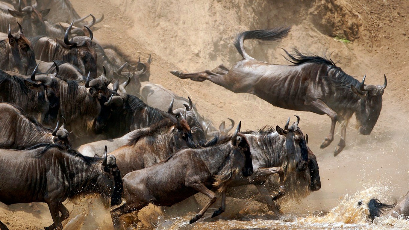 General 1366x768 animals mammals wildlife brown dirt antelope