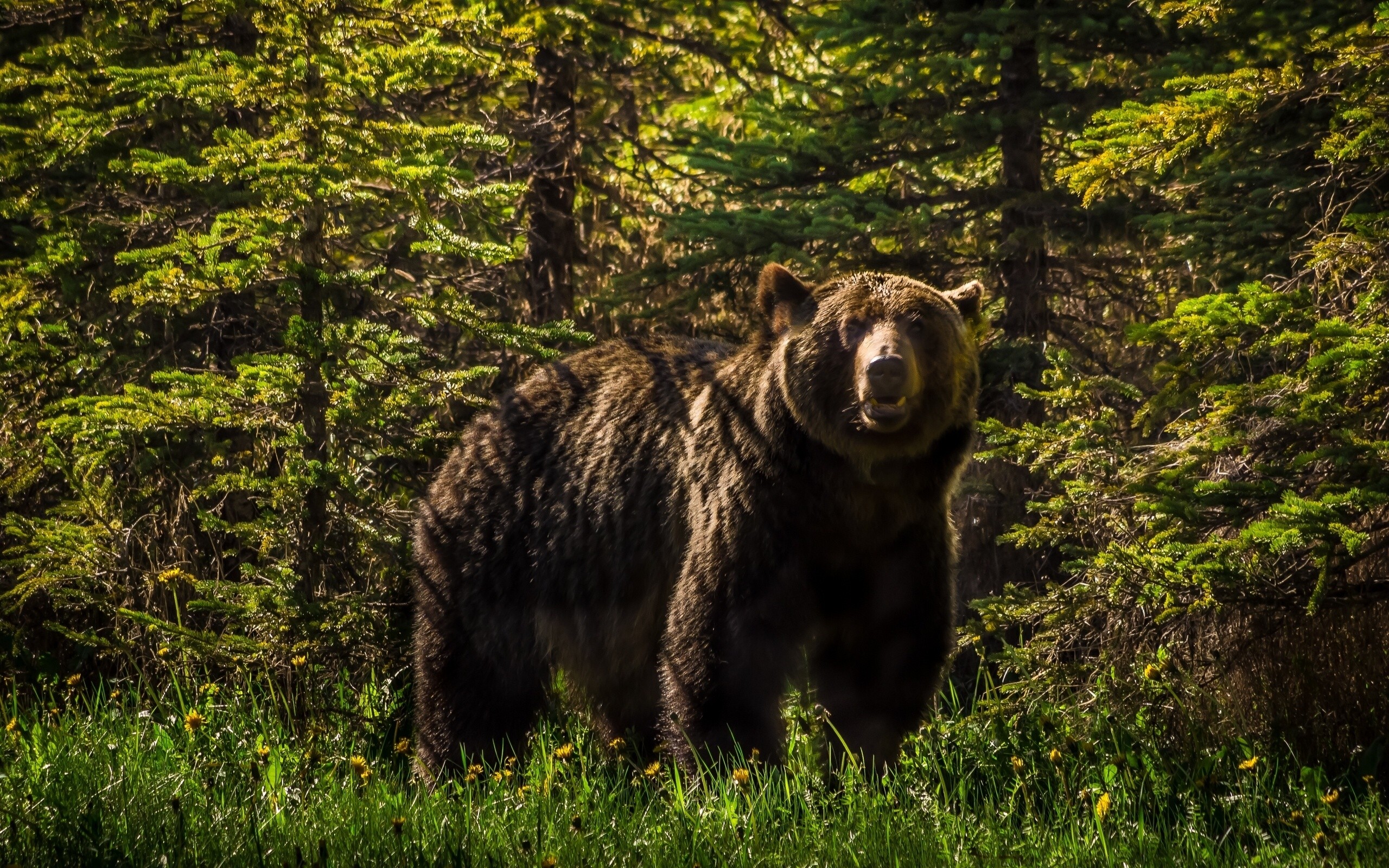 General 2560x1600 animals bears forest nature pine trees mammals
