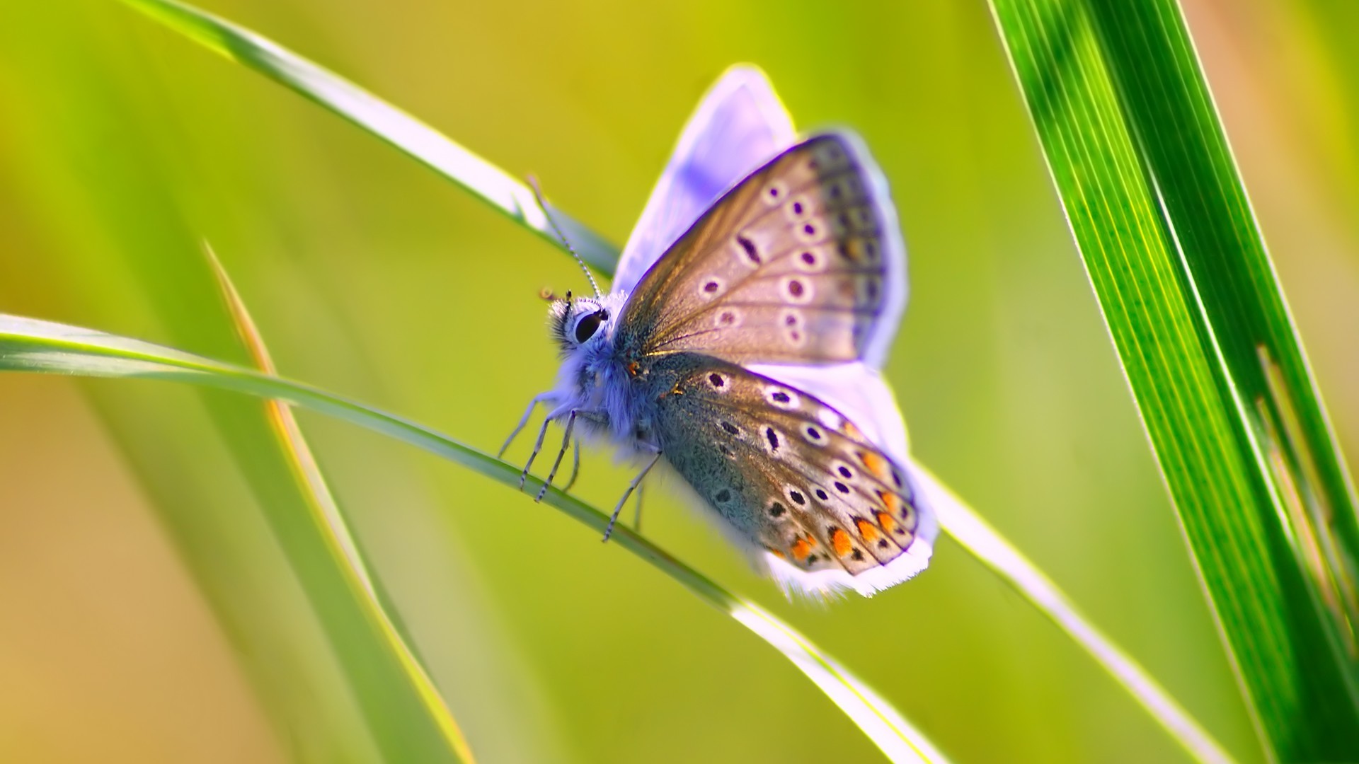 General 1920x1080 butterfly animals insect grass wildlife nature