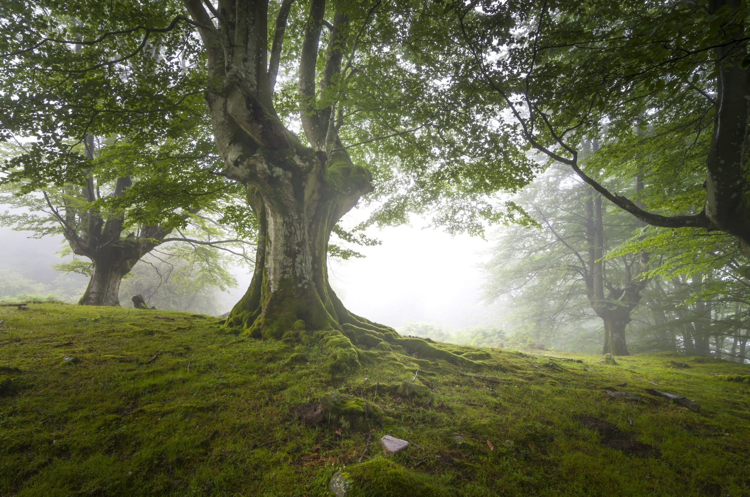 General 2566x1699 trees nature mist moss foliage plants outdoors