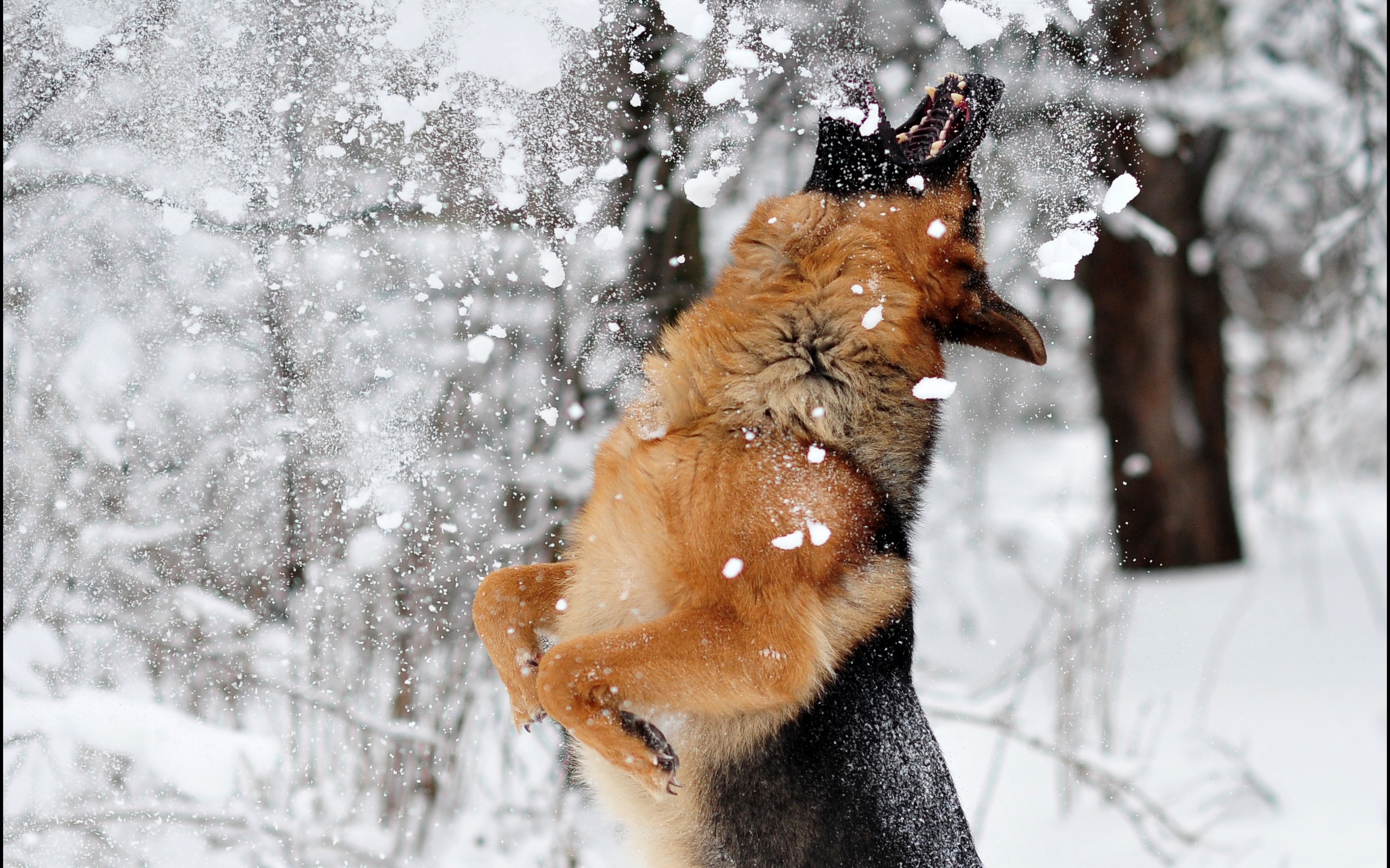 General 2560x1600 dog snow German Shepherd animals jumping winter open mouth mammals cold ice