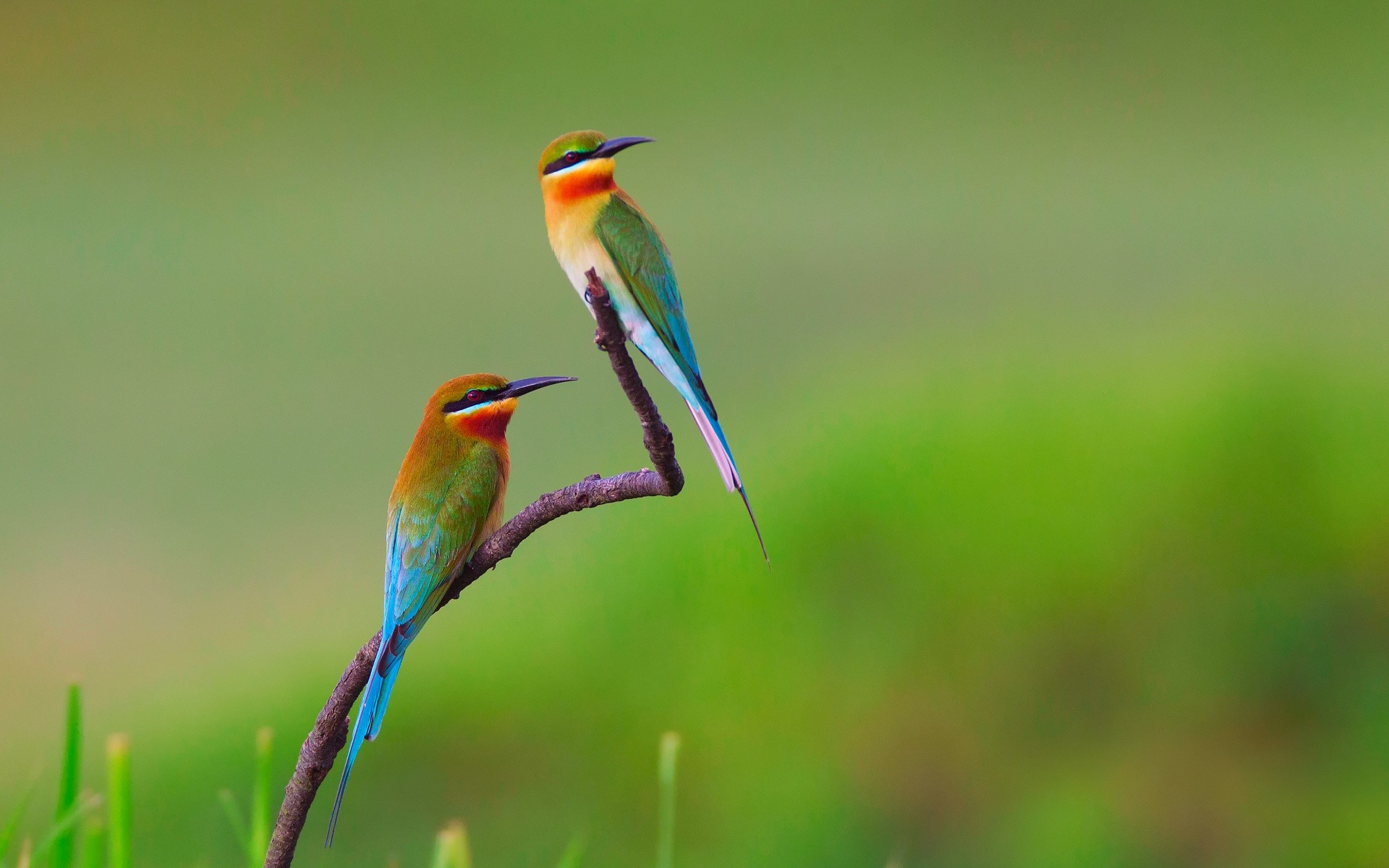 General 1920x1200 birds bee-eaters nature flowers animals branch