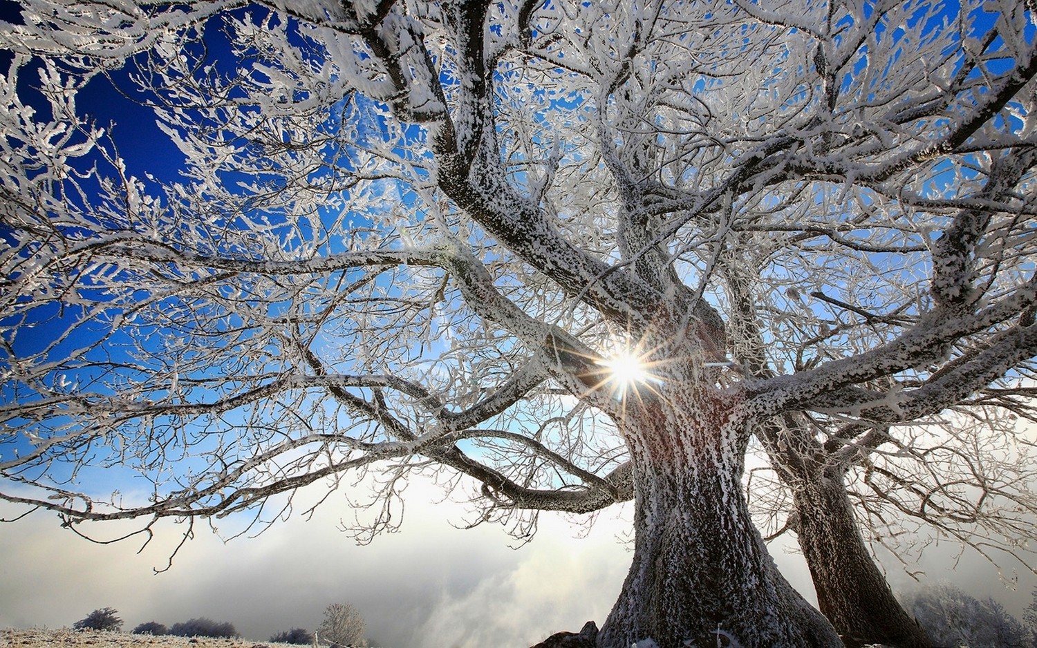 General 1500x938 nature trees winter snow frost white Sun cold France clouds outdoors sunlight ice
