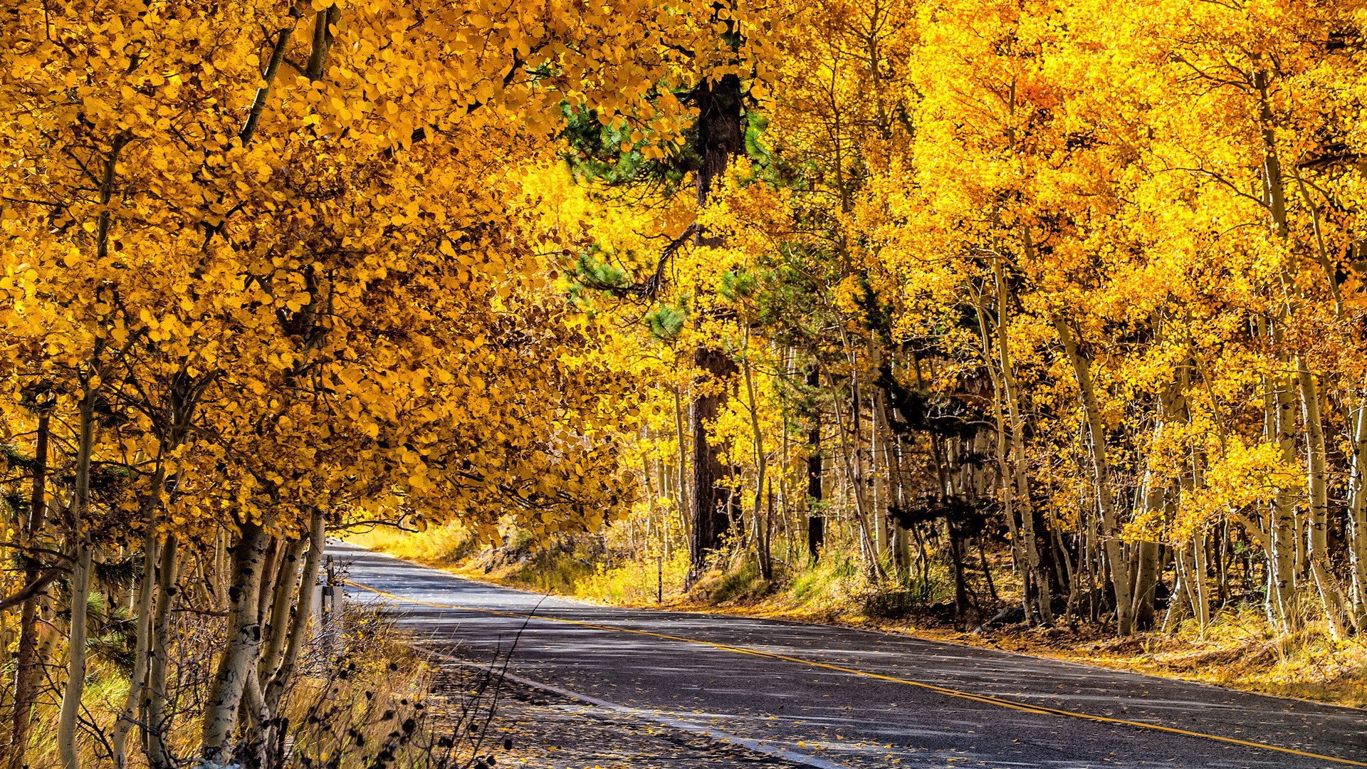 General 1920x1080 nature forest fall road asphalt outdoors trees