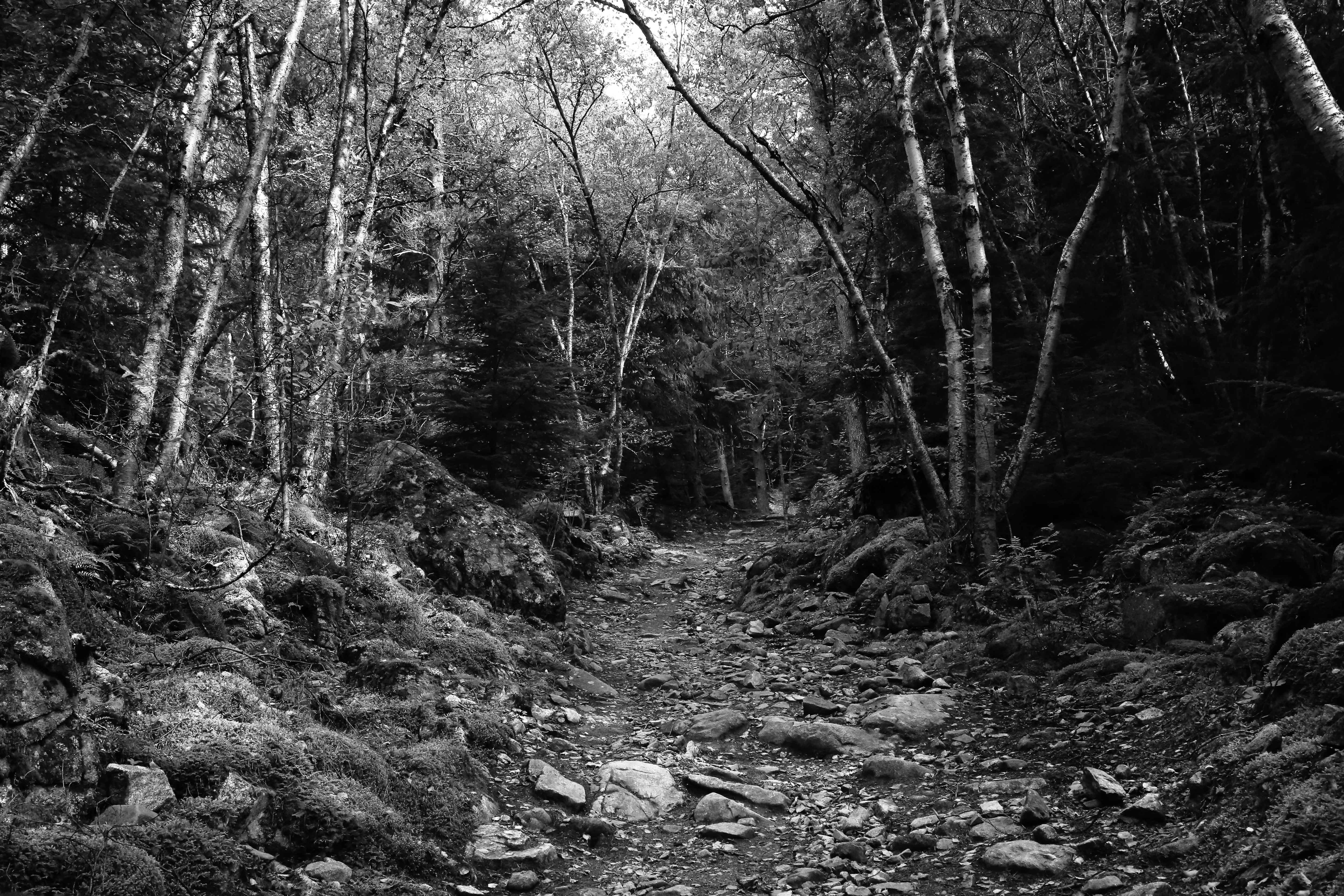 General 5760x3840 monochrome forest trees nature path