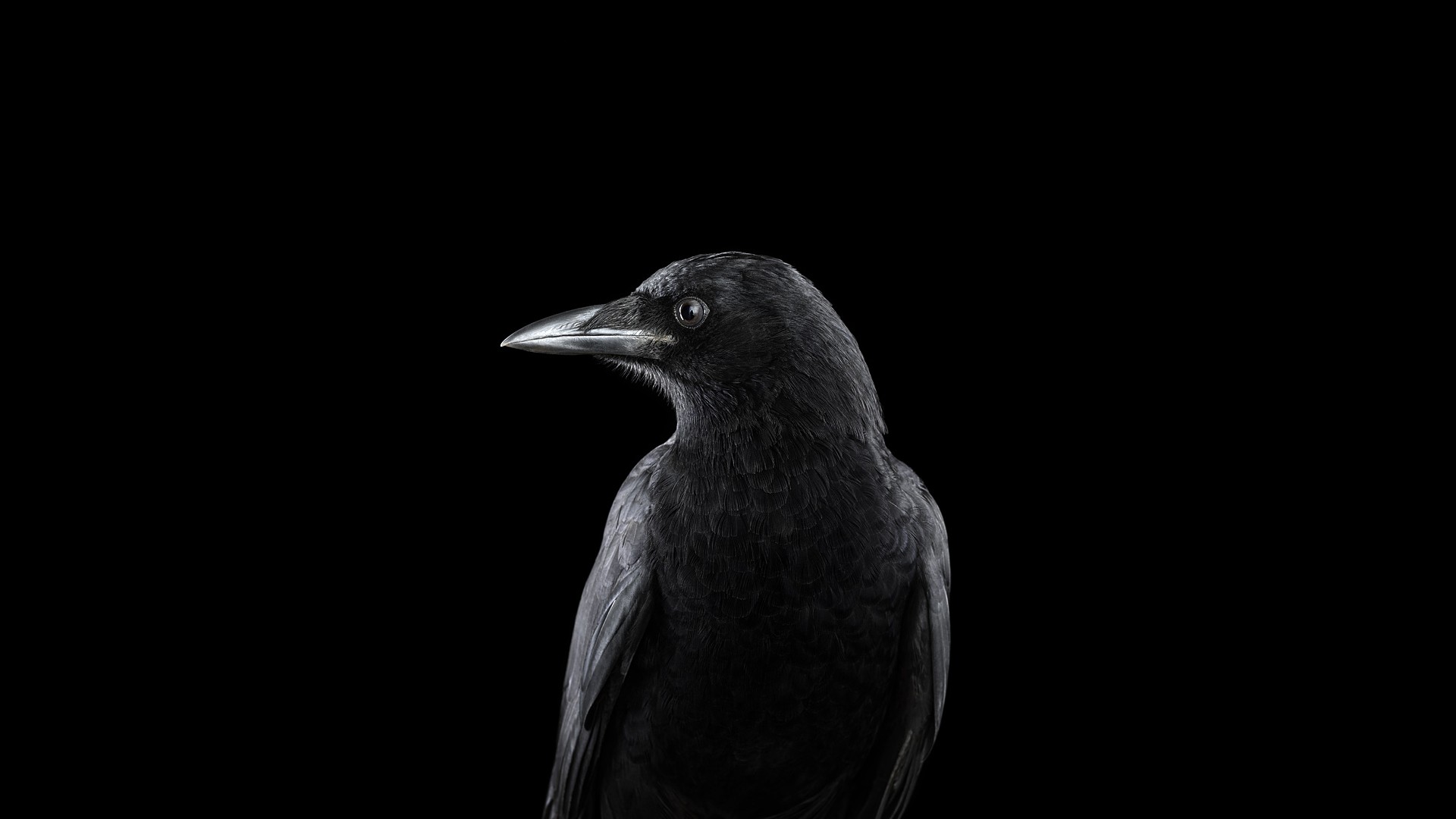 General 1920x1080 photography animals birds raven simple background black black background