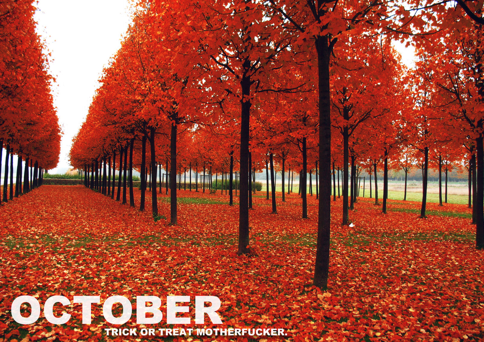 General 1600x1132 October month fuckscape trees red Halloween fall
