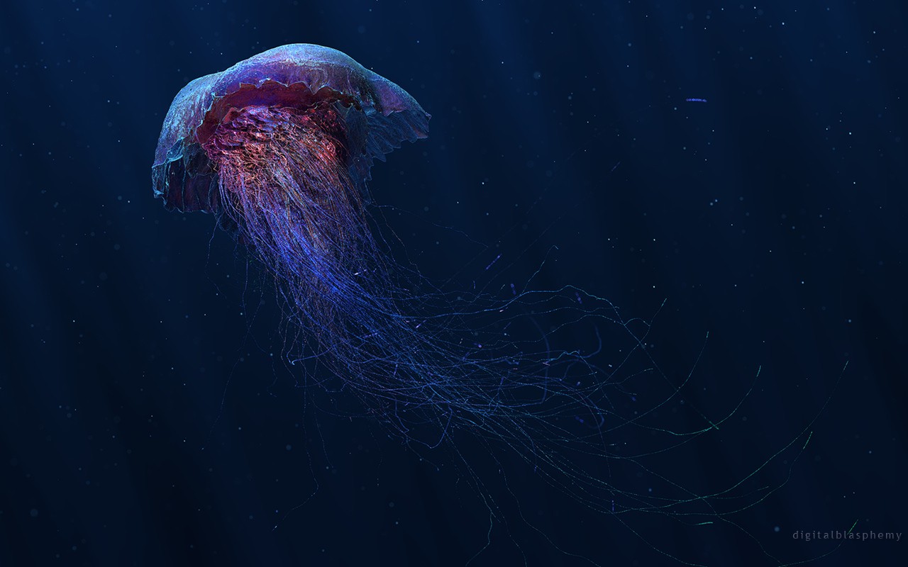 General 1280x800 digital art jellyfish underwater fish animals