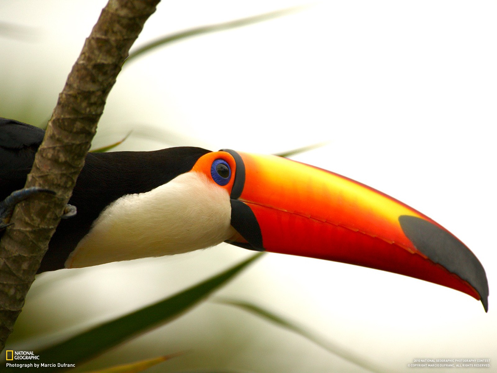 General 1600x1200 birds toucans branch National Geographic animals 2010 (Year) closeup watermarked