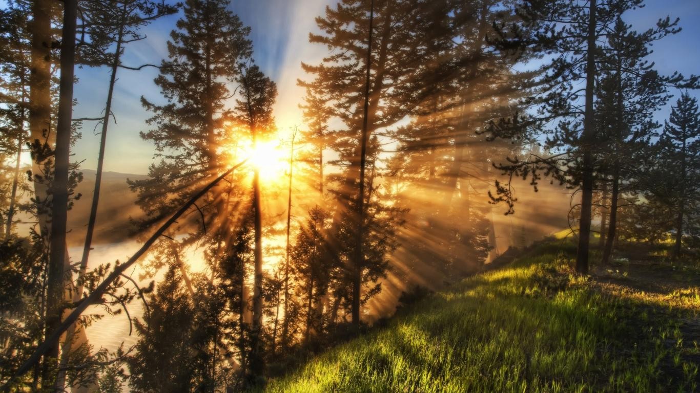 General 1366x768 morning nature sun rays forest sunlight Yellowstone National Park USA