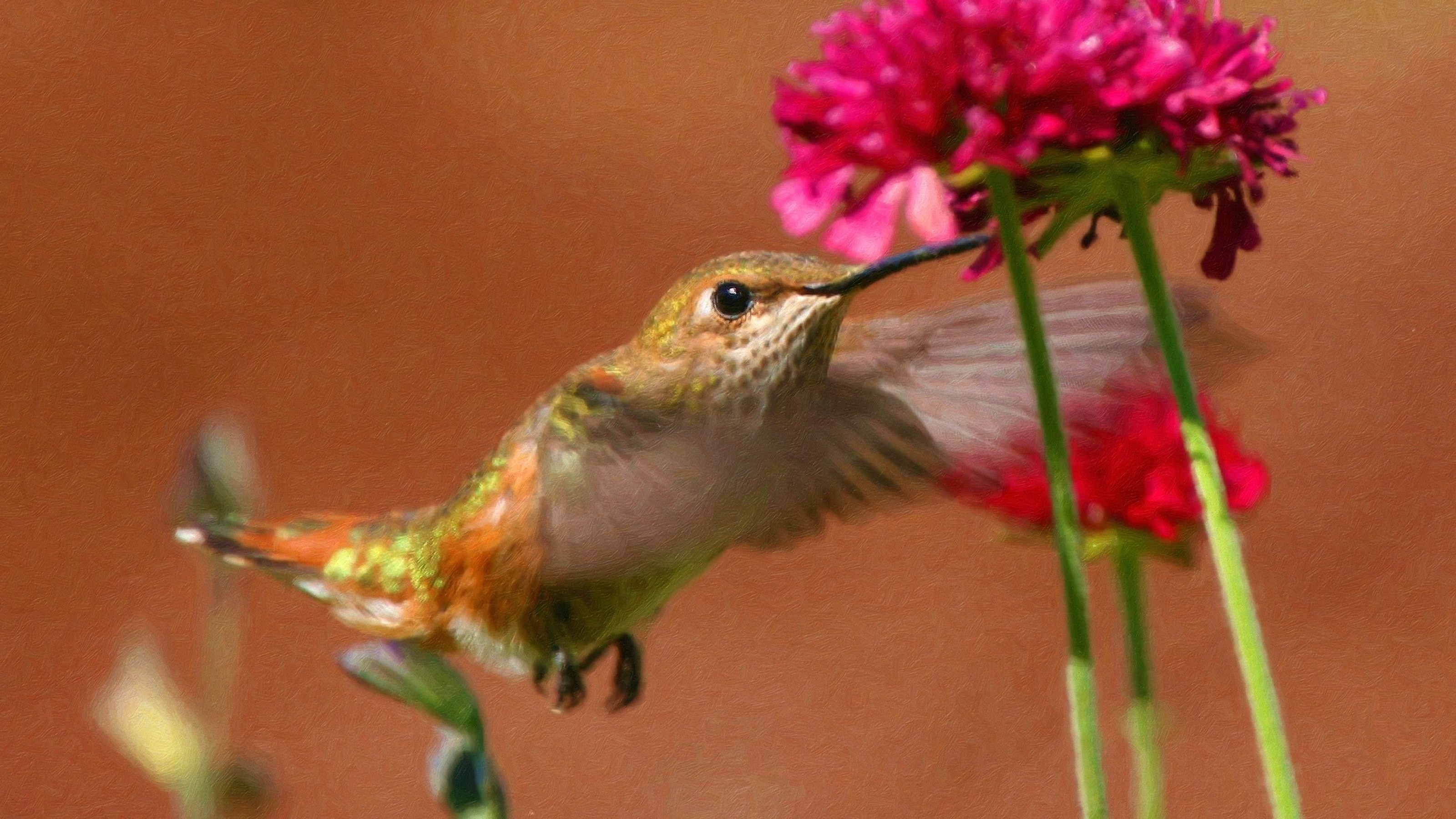 General 3200x1800 hummingbirds birds pink flowers animals flowers plants closeup
