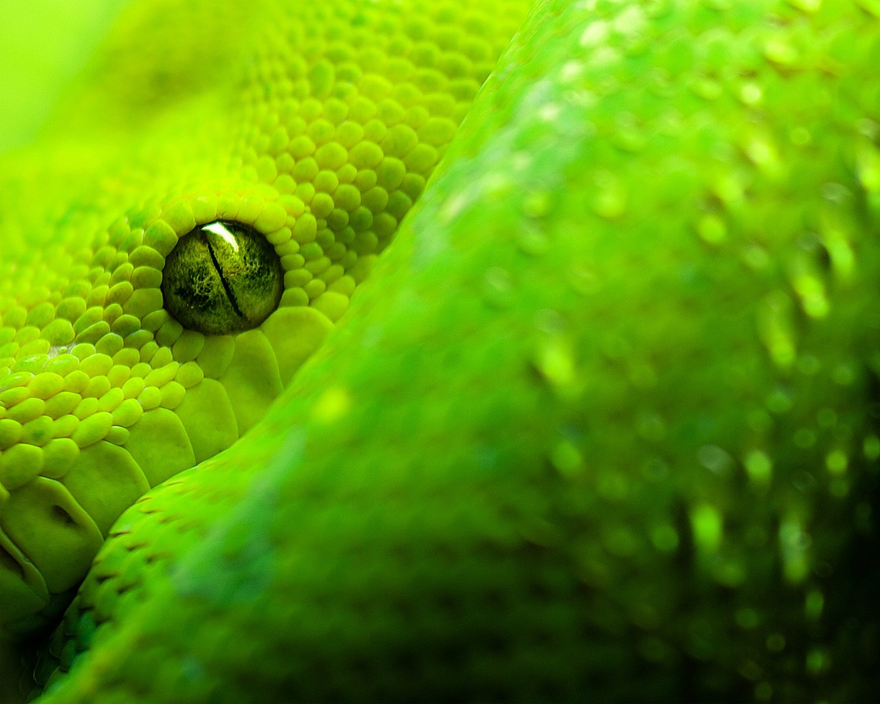 General 1280x1024 snake animals reptiles closeup animal eyes