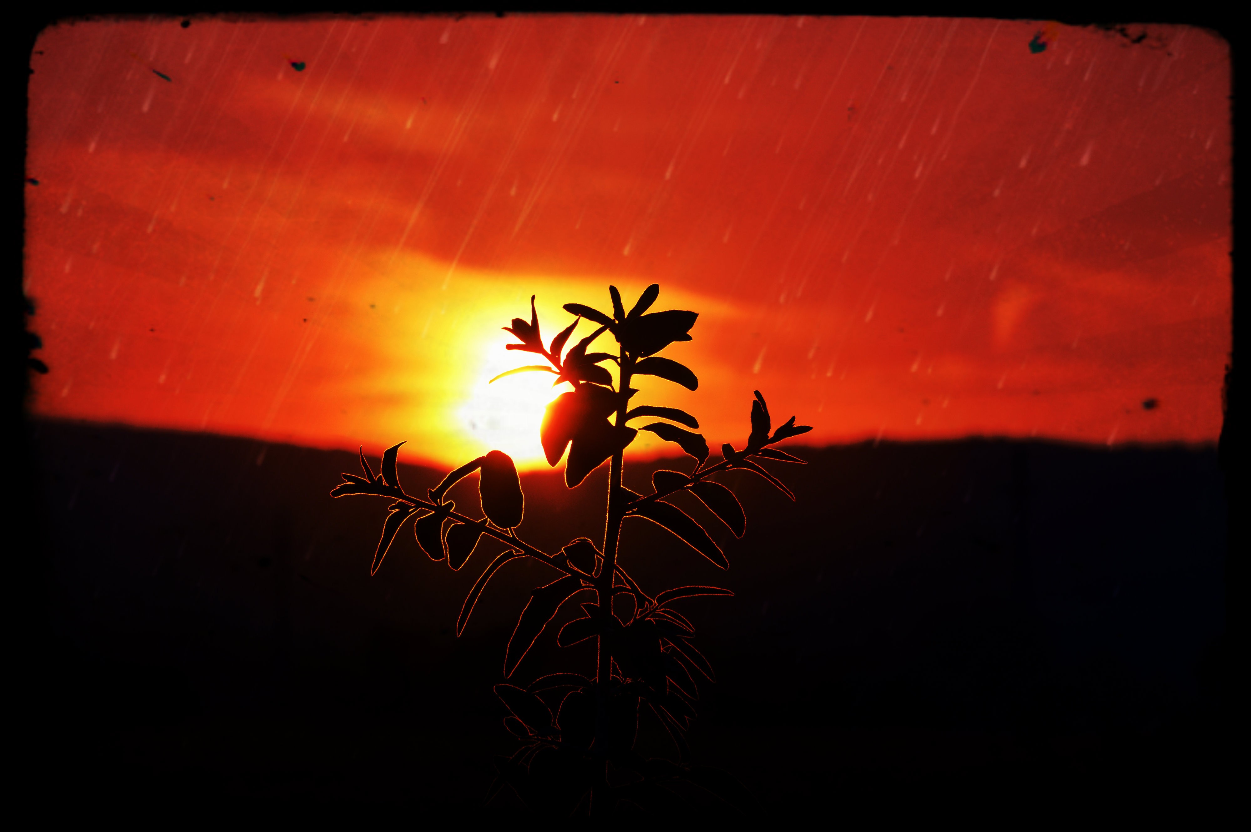 General 4000x2660 sunlight rain plants Sun sky low light silhouette