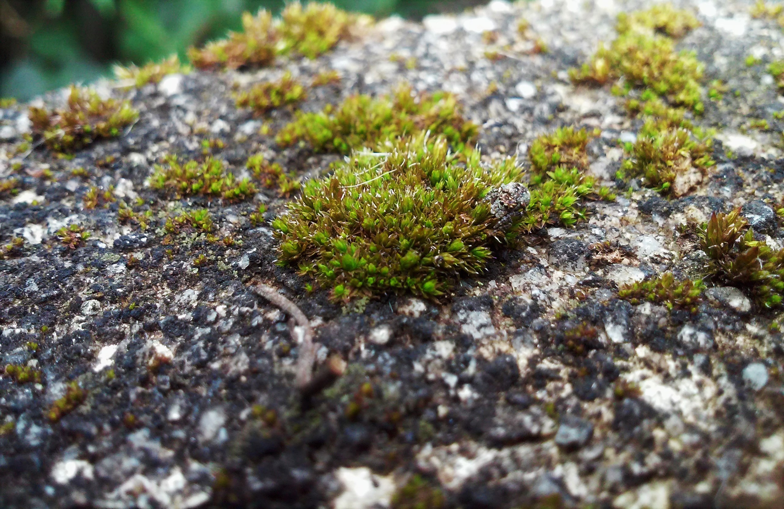 General 2560x1662 rocks stones moss spider plants closeup