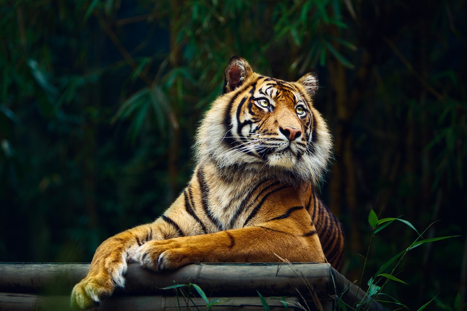 General 1500x1000 tiger animals big cats nature mammals