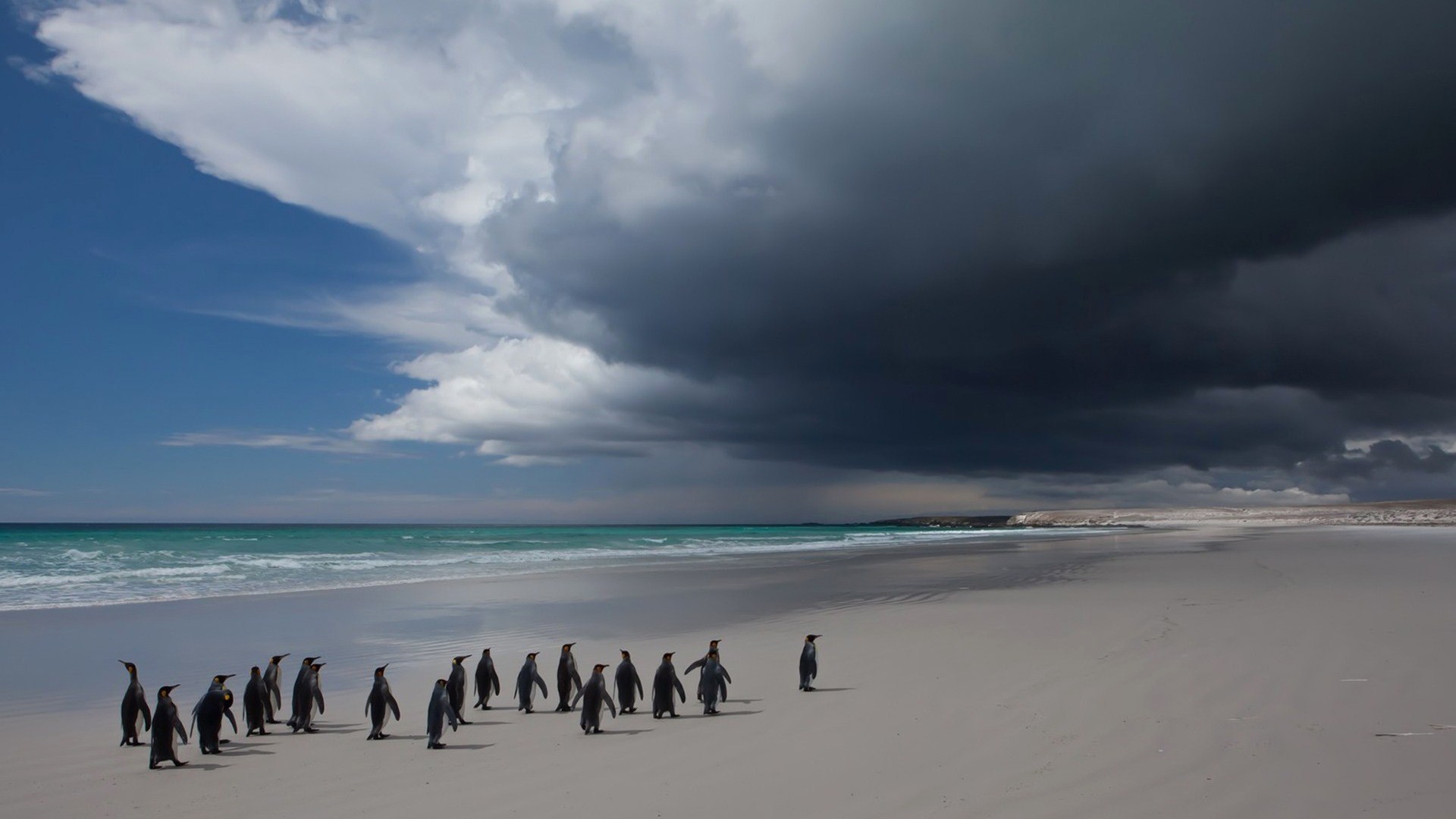 General 1920x1080 nature animals sand penguins beach sea coast Antarctica clouds horizon birds sky