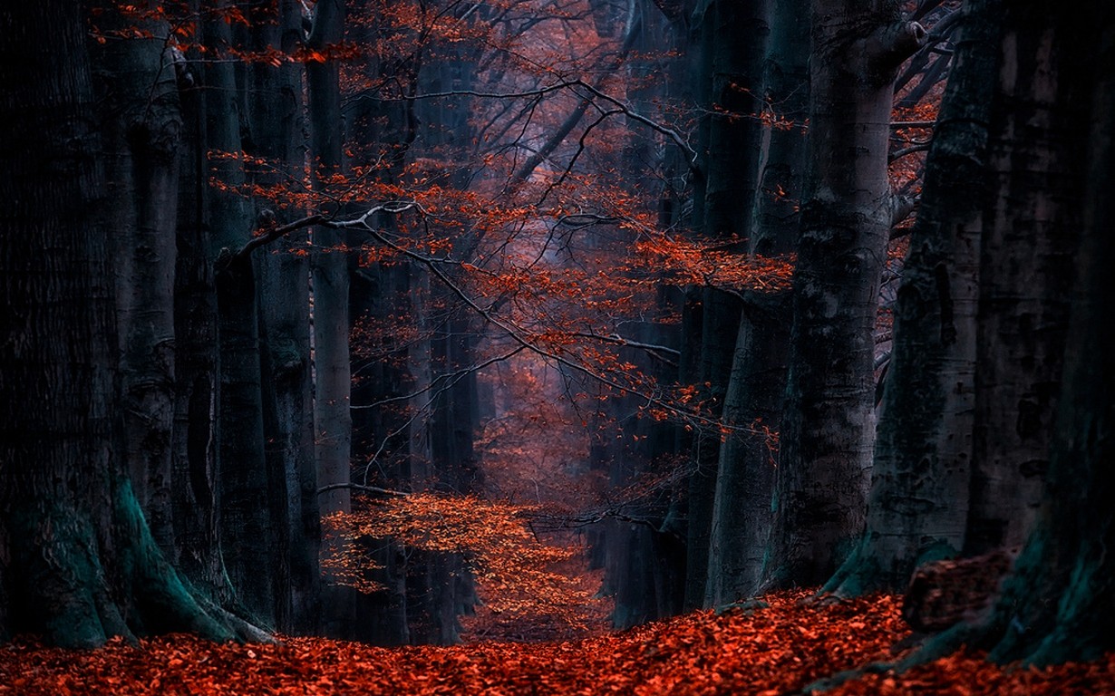 General 1230x768 Netherlands forest leaves path nature fall trees