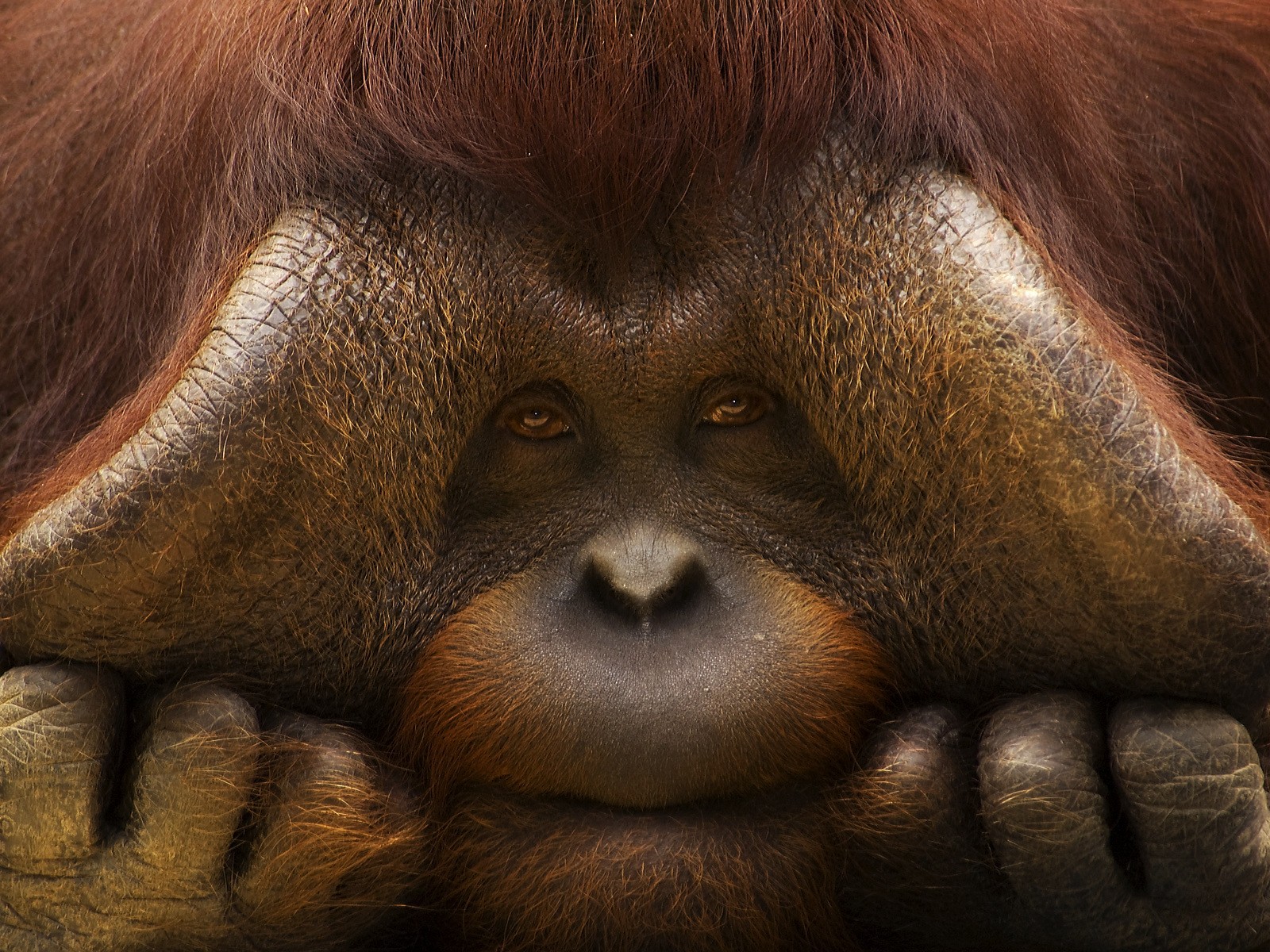 General 1600x1200 orangutans animals monkey mammals face closeup