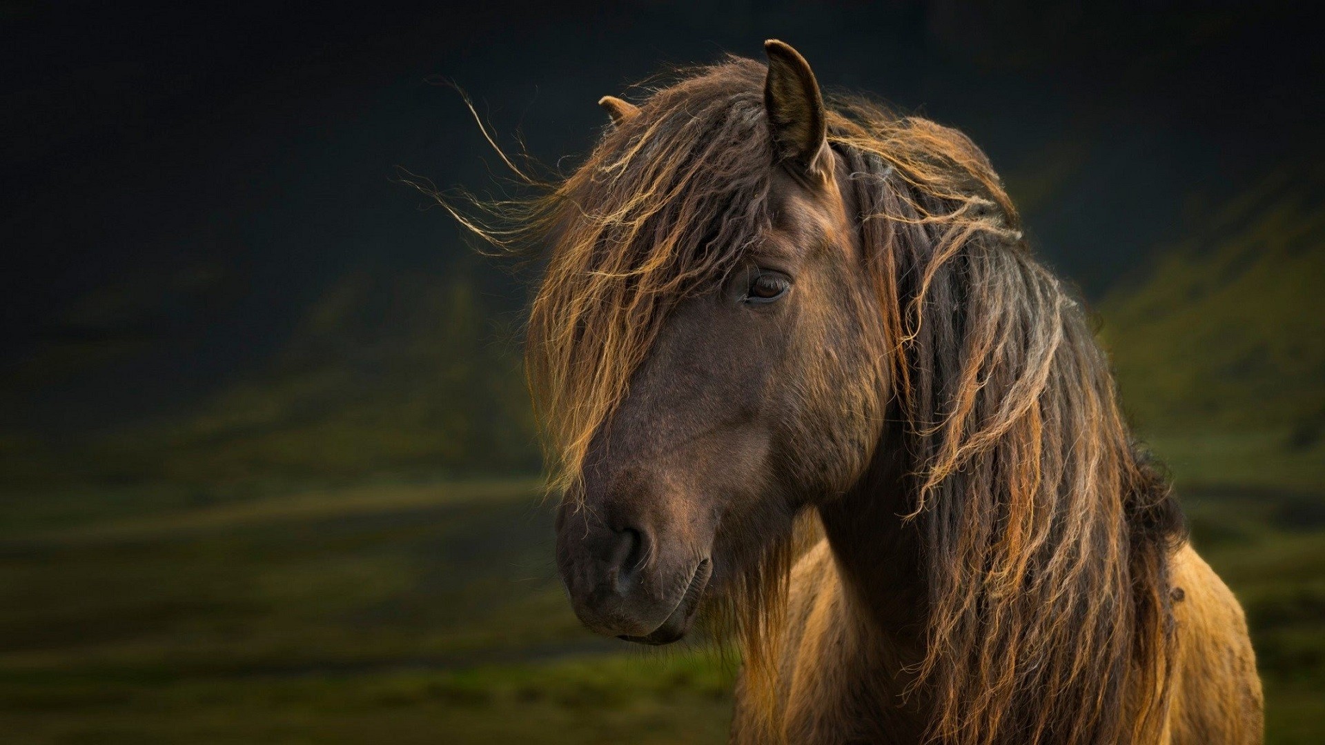 General 1920x1080 horse animals mammals outdoors hair in face