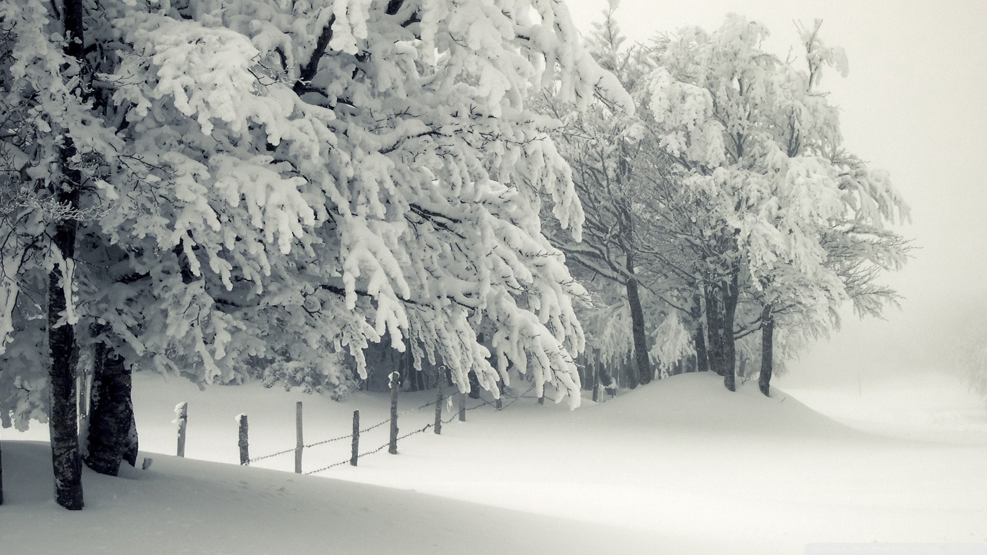 General 1920x1080 trees winter fence snow snow covered cold ice outdoors nature