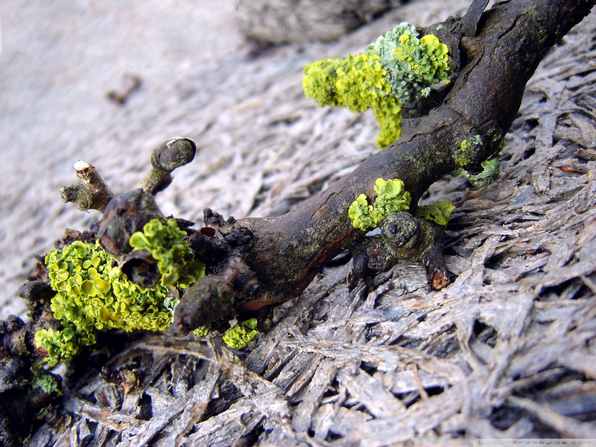 General 1920x1440 macro driftwood lichen nature plants