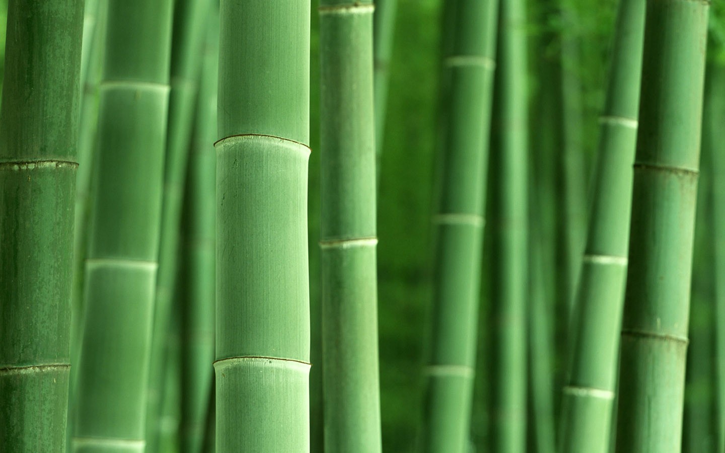 General 1440x900 plants wood bamboo