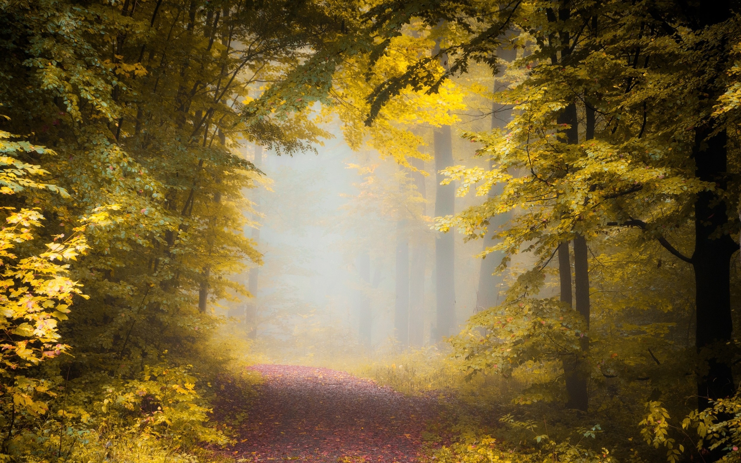 General 2500x1563 nature fall path forest mist morning trees leaves sunlight
