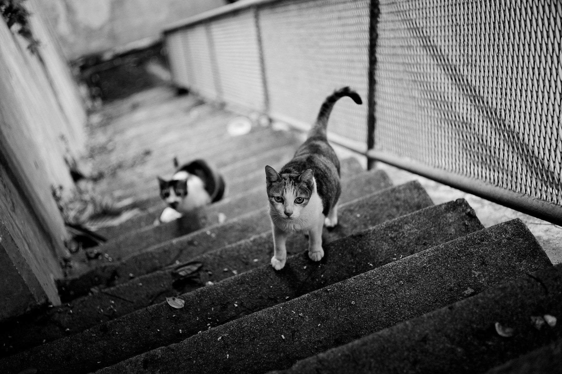 General 1800x1200 monochrome cats animals stairs mammals