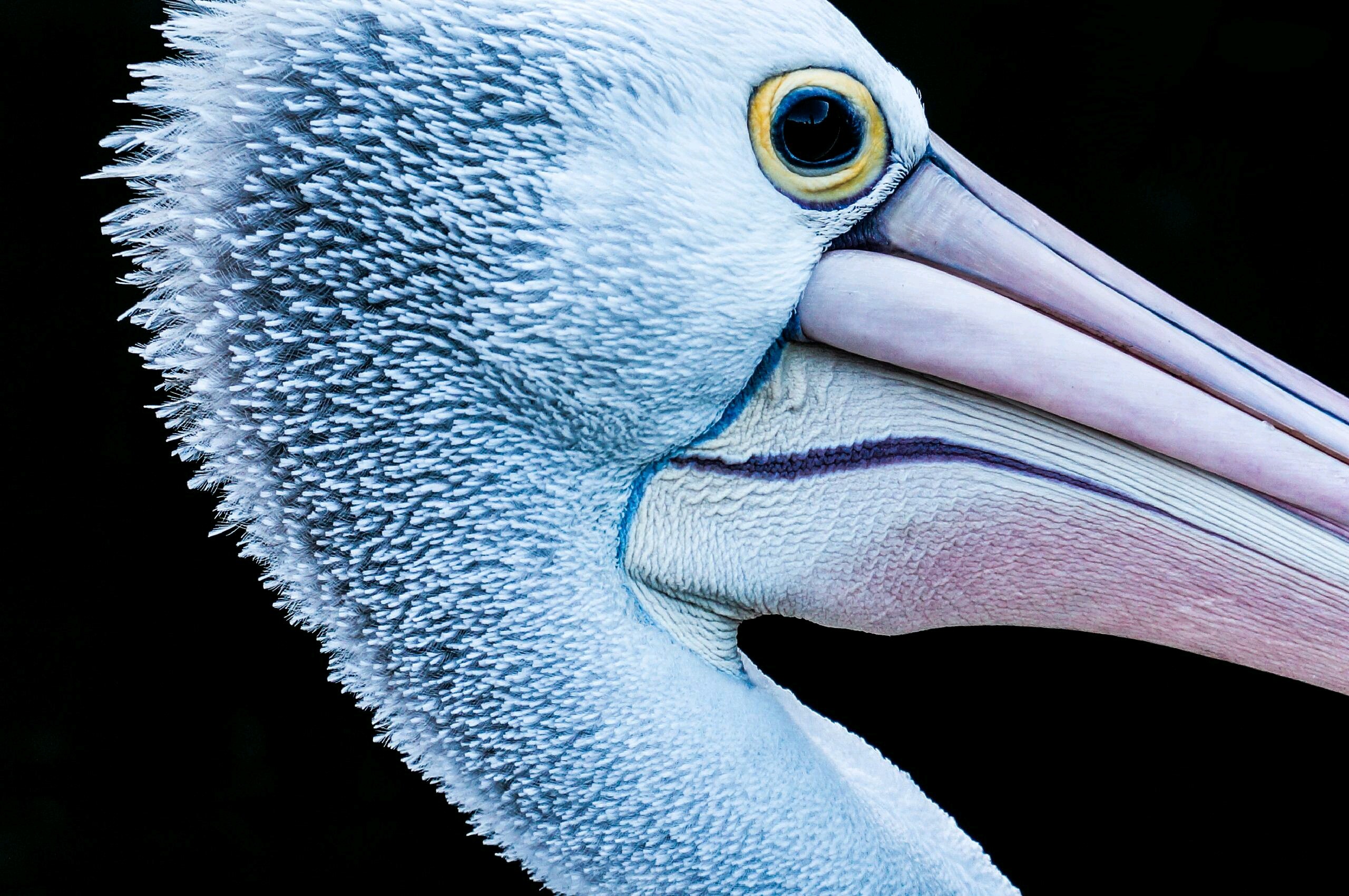 General 2560x1701 birds closeup animals black background pelicans